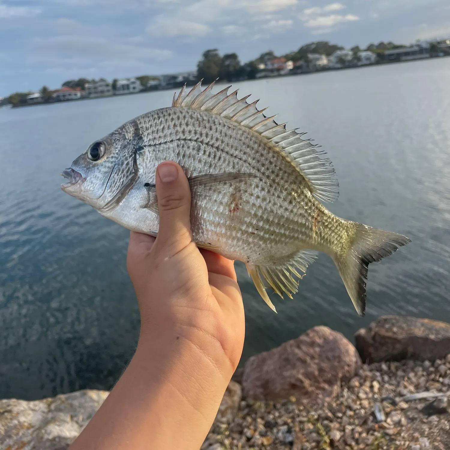 Surf bream caught on Fishbrain
