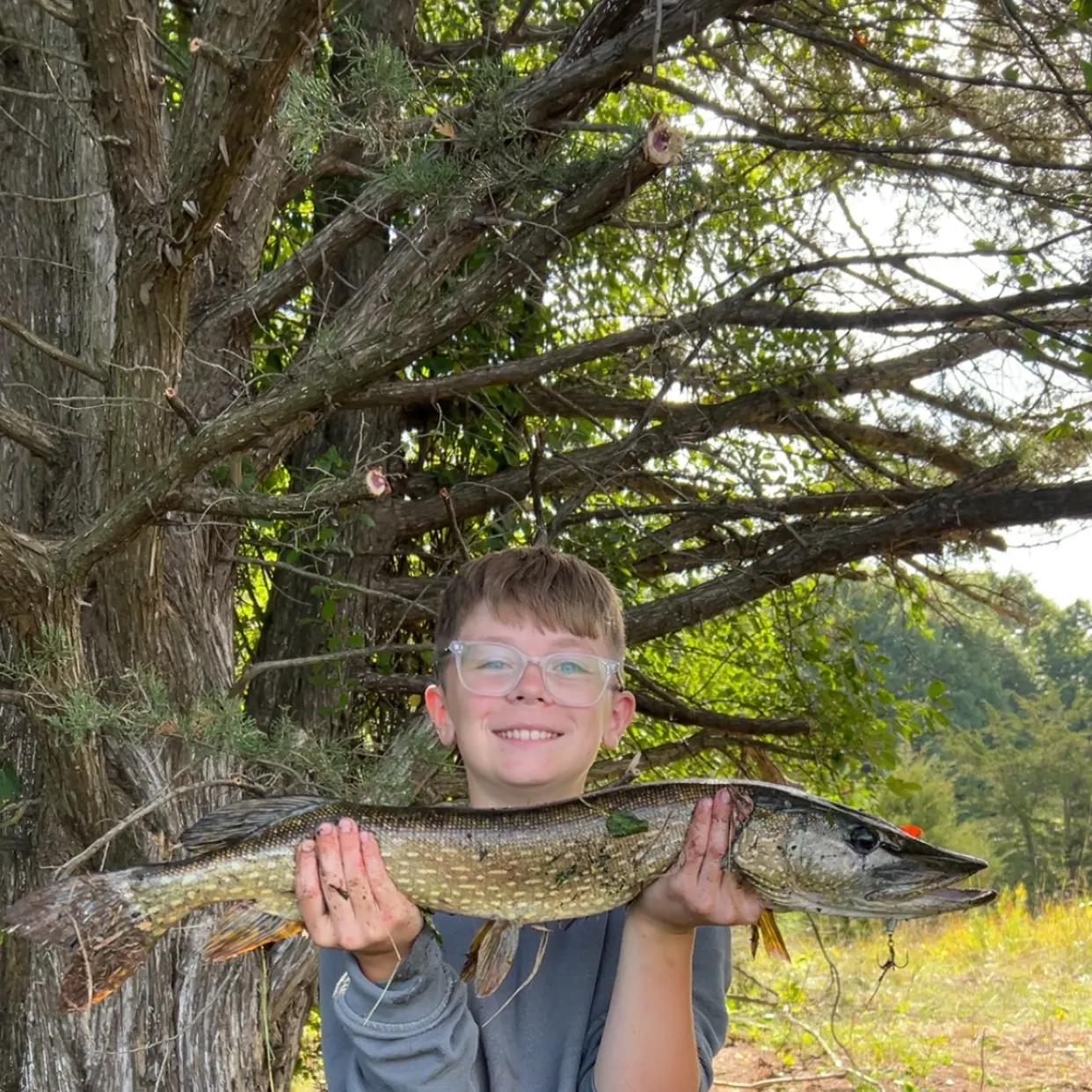 Northern pike caught on Fishbrain