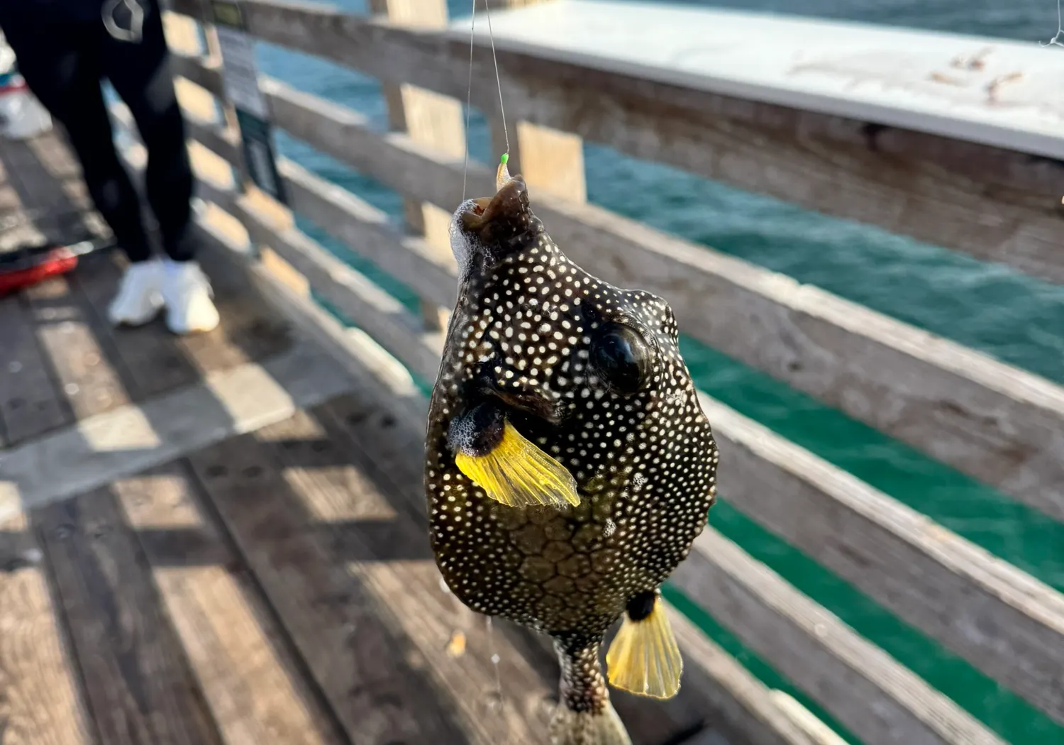 Smooth trunkfish