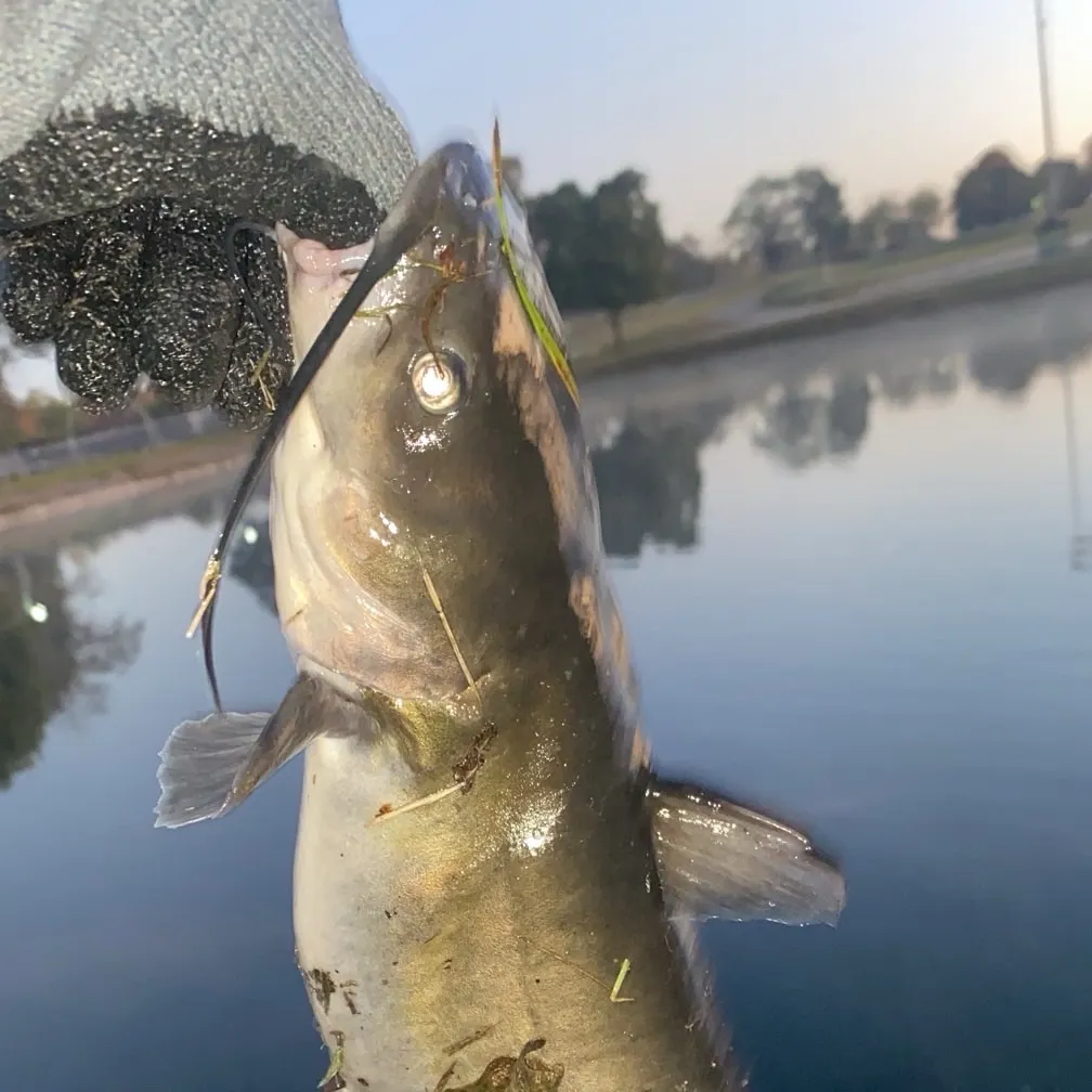 Channel catfish caught on Fishbrain