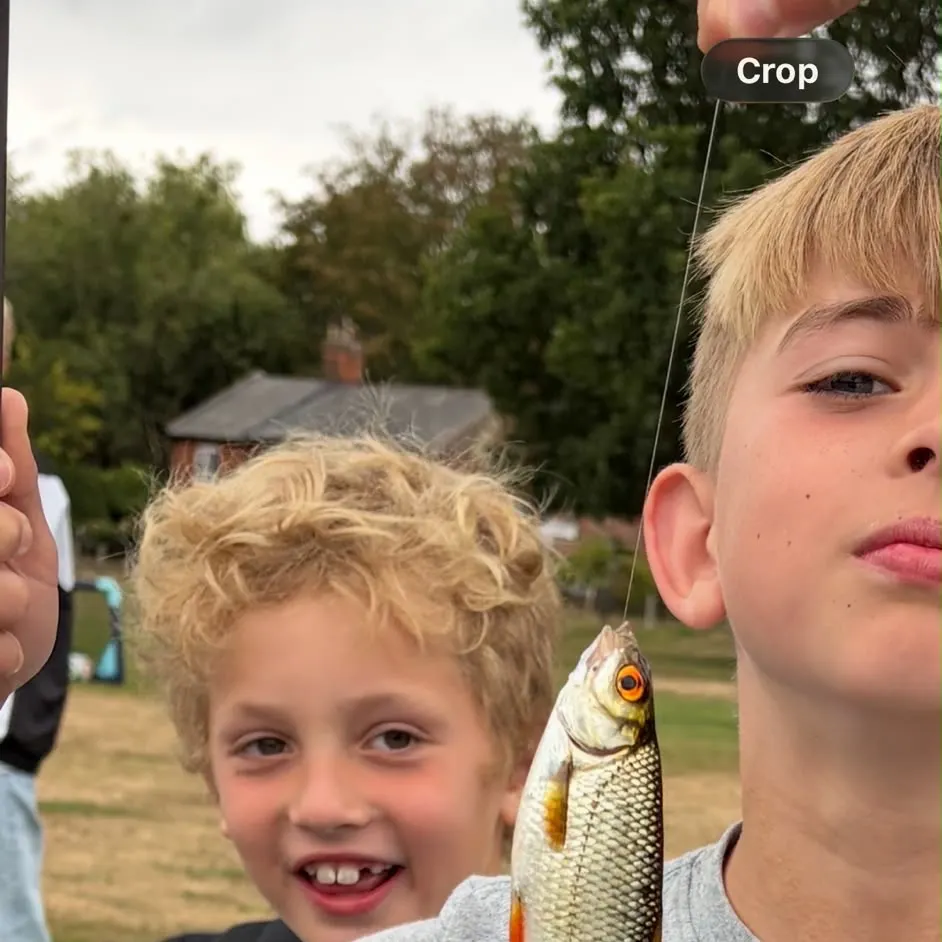 Common roach caught on Fishbrain