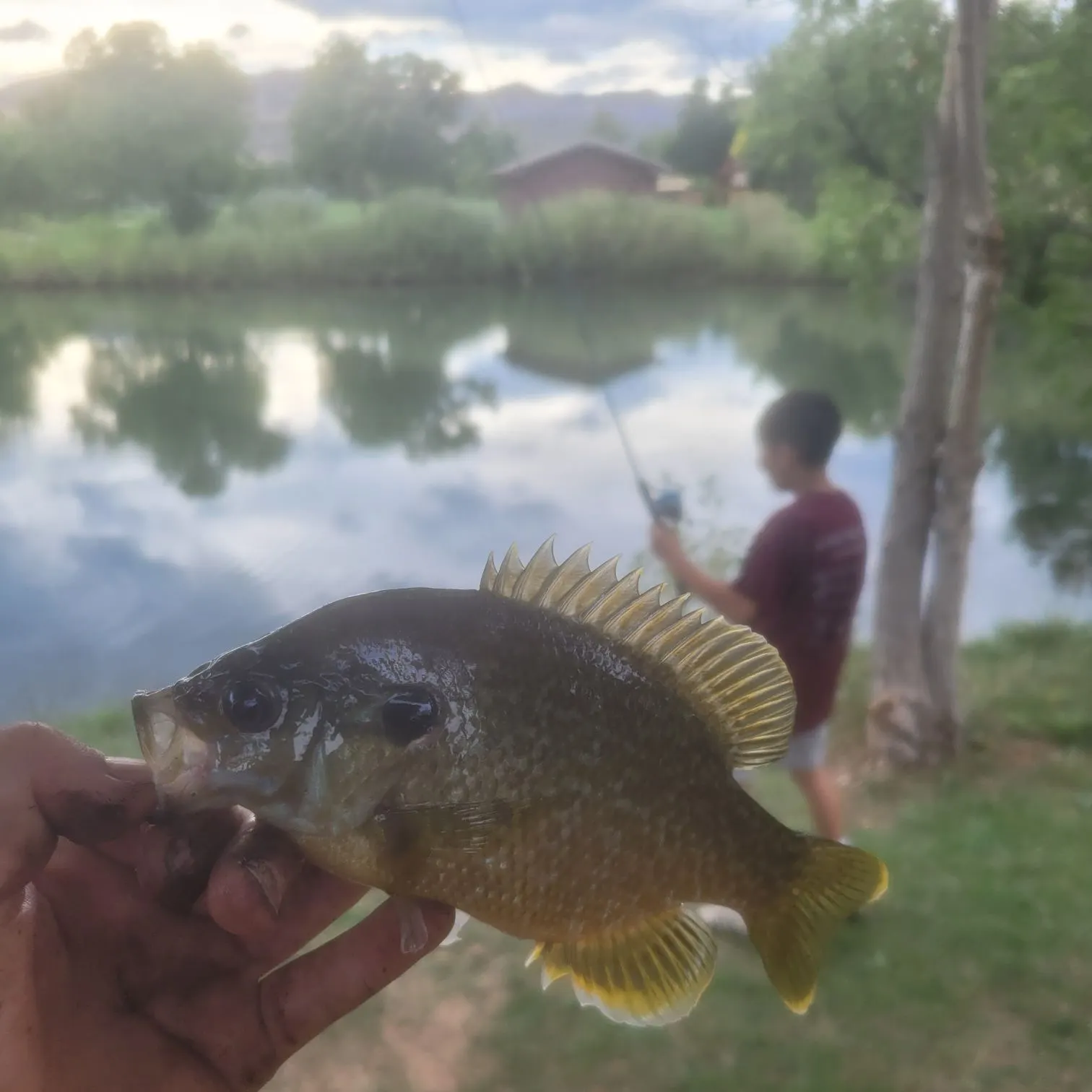 Fish caught on Fishbrain