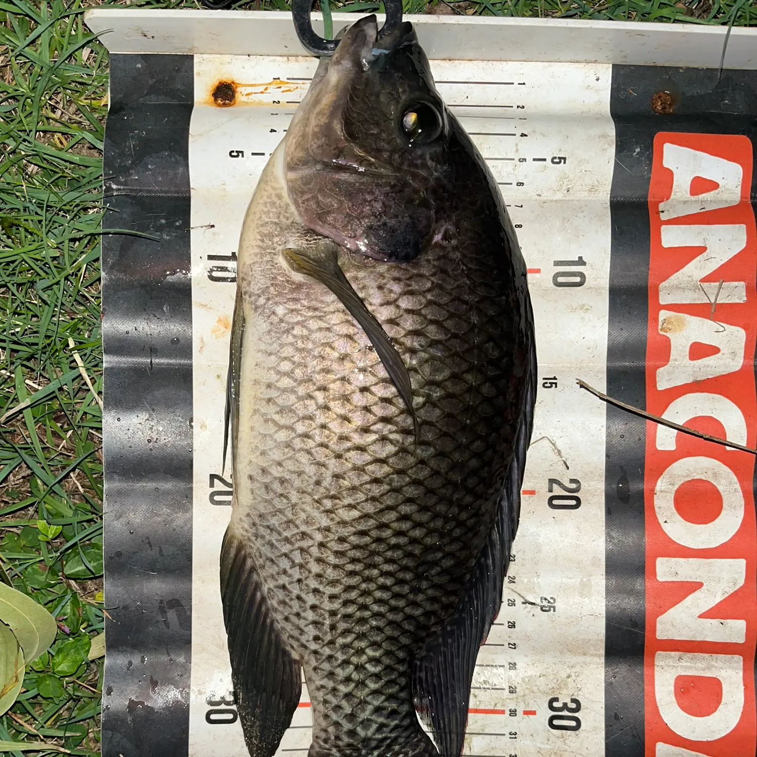The most recent Mozambique tilapia catches on Fishbrain