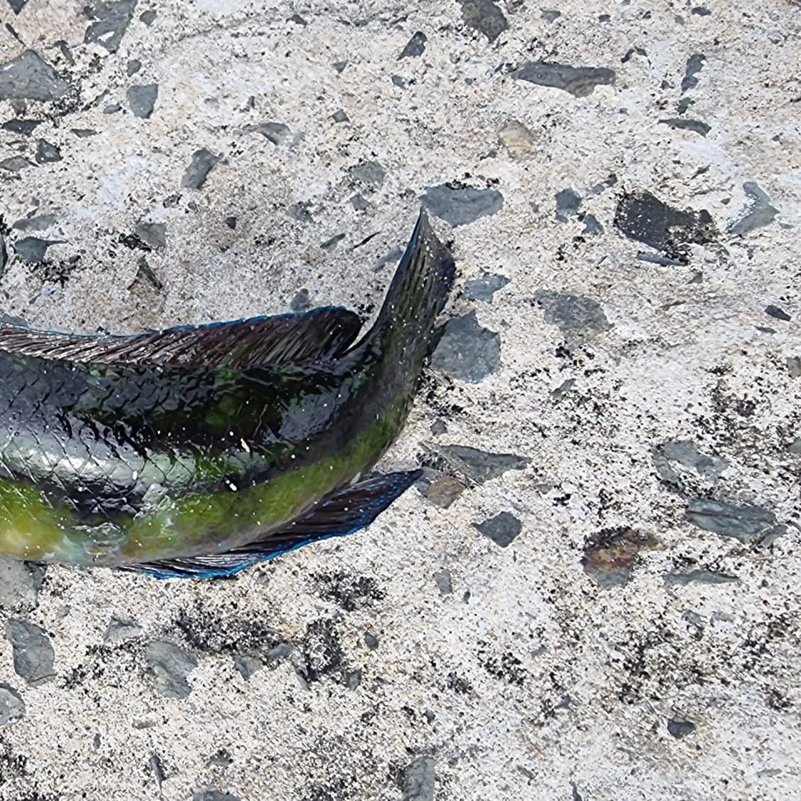 The most recent Patrician wrasse catches on Fishbrain
