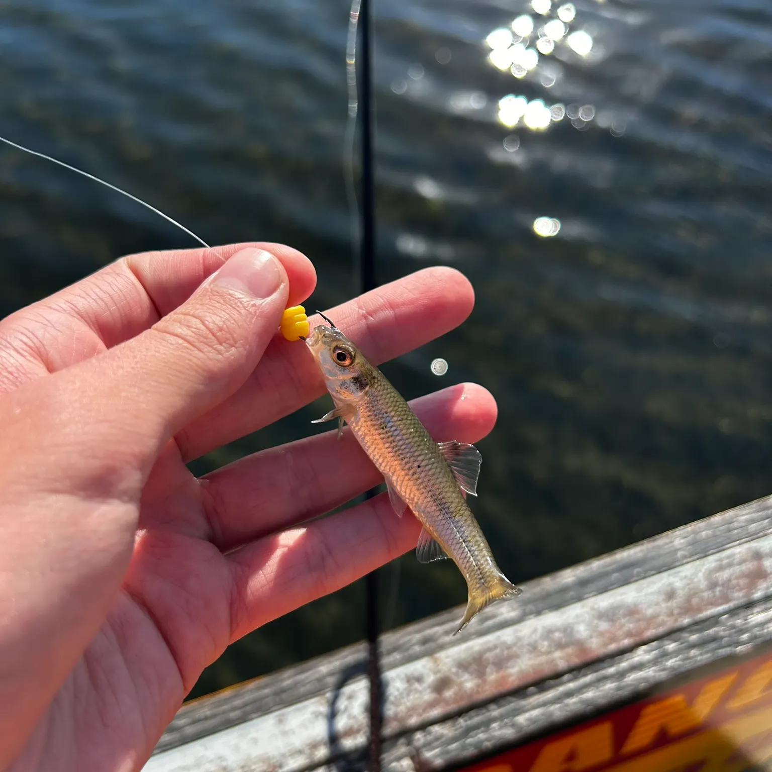 The most recent Spottail shiner catches on Fishbrain