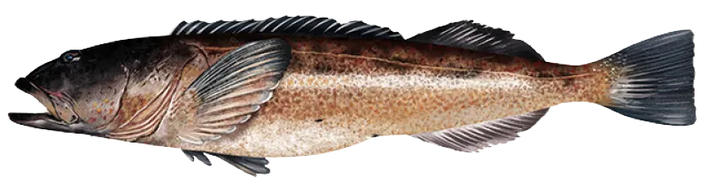 Lingcod