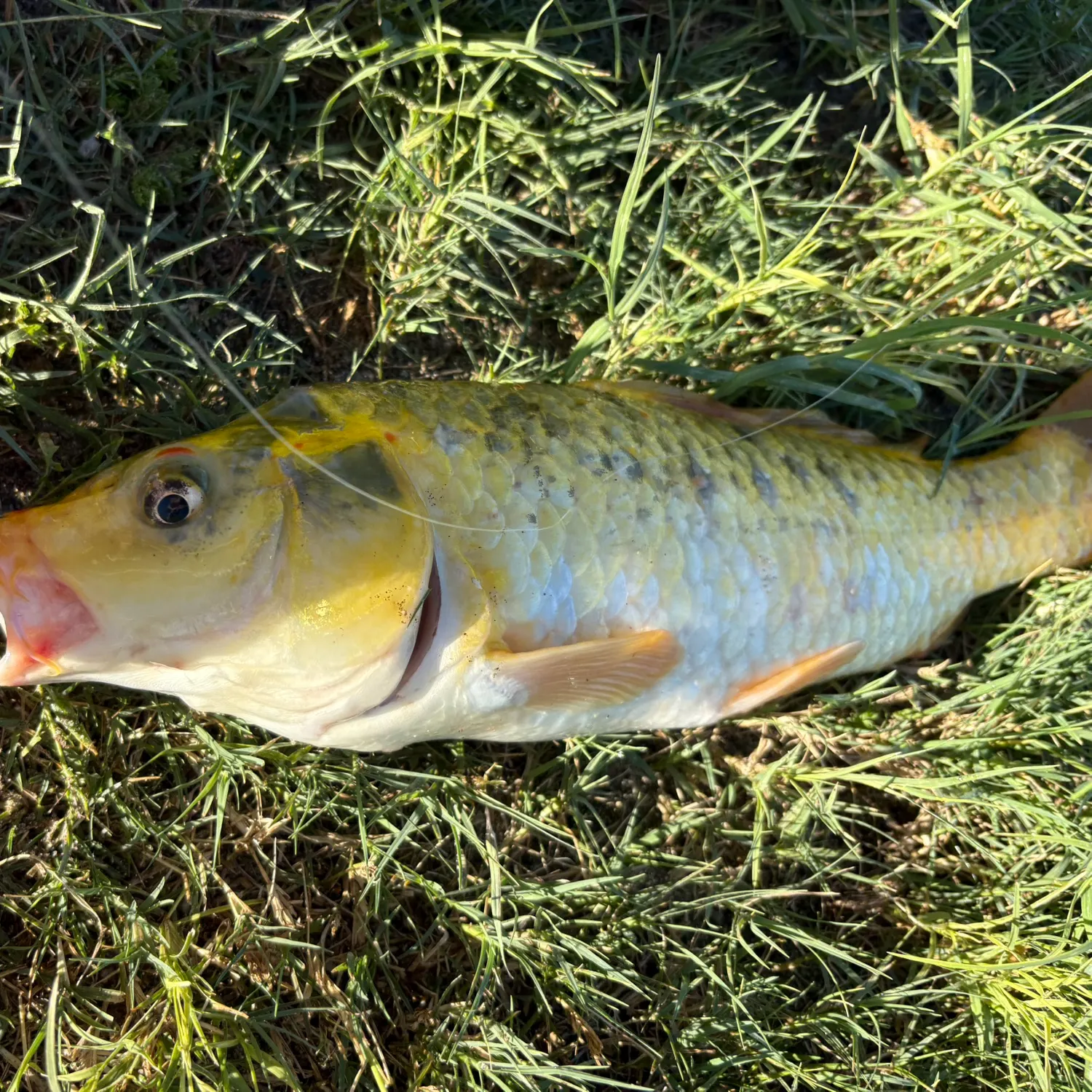 The most recent Koi carp catches on Fishbrain