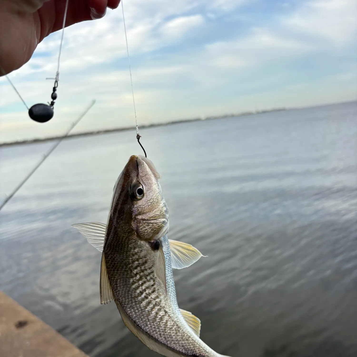 Atlantic croaker caught on Fishbrain