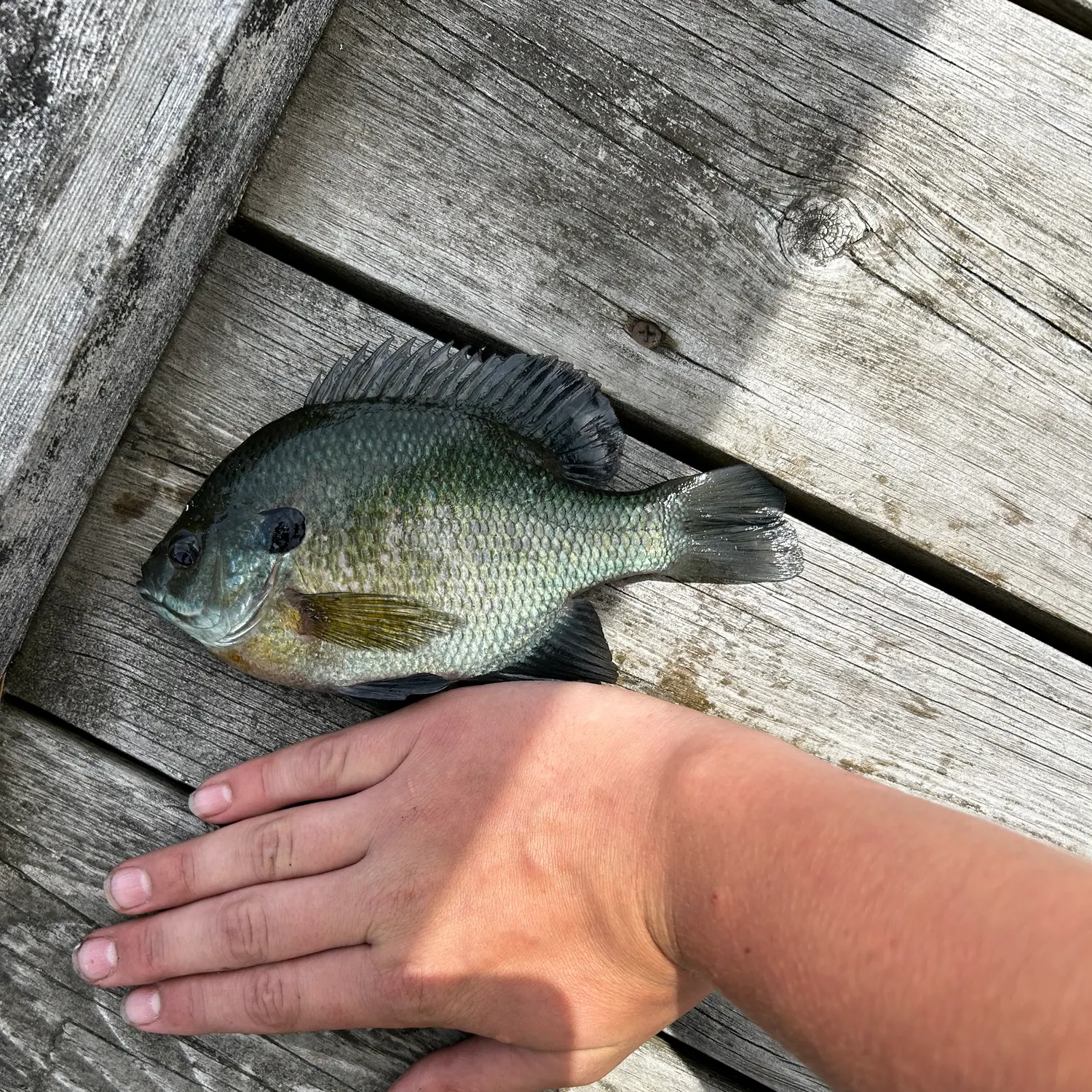 Bluegill caught on Fishbrain