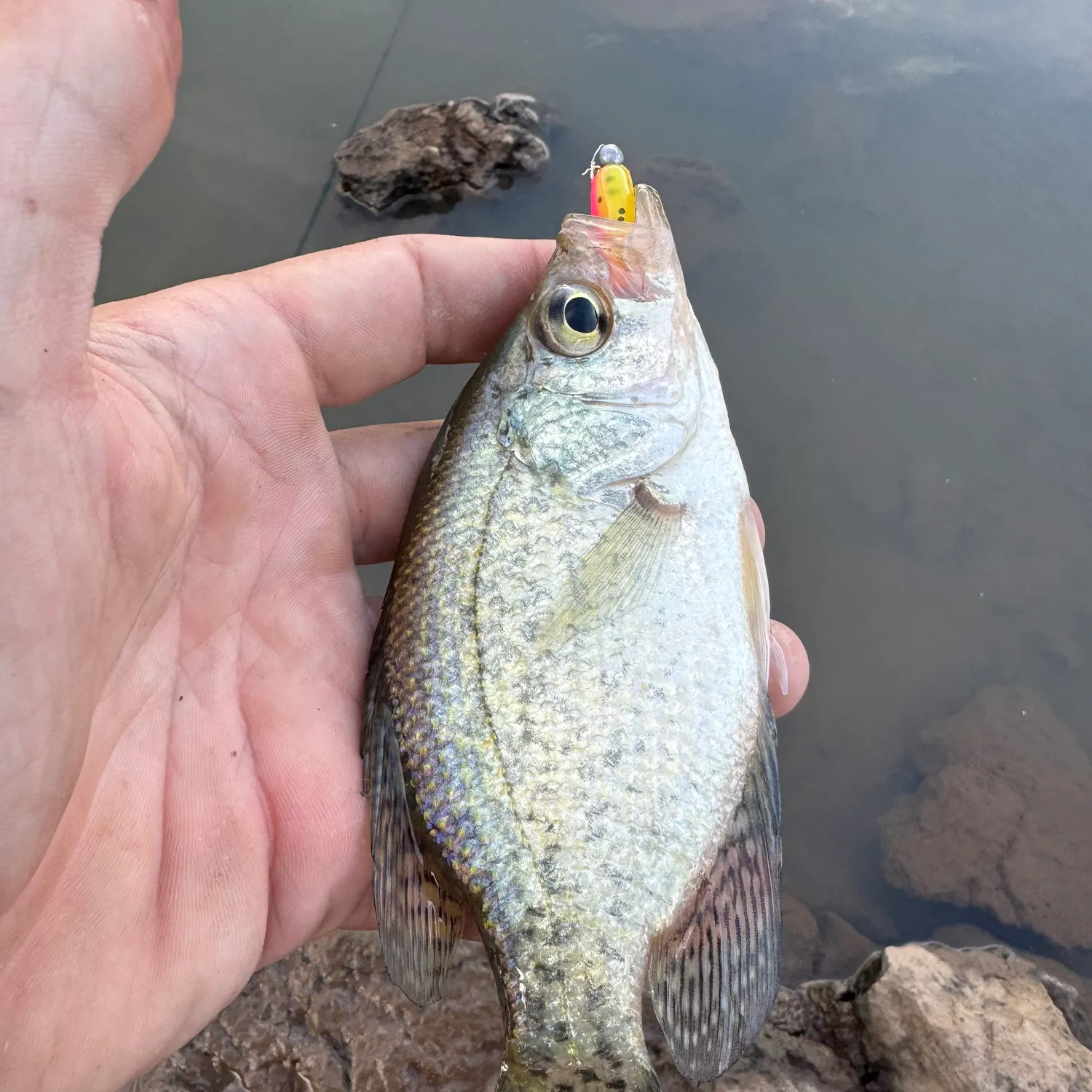 White crappie caught on Fishbrain