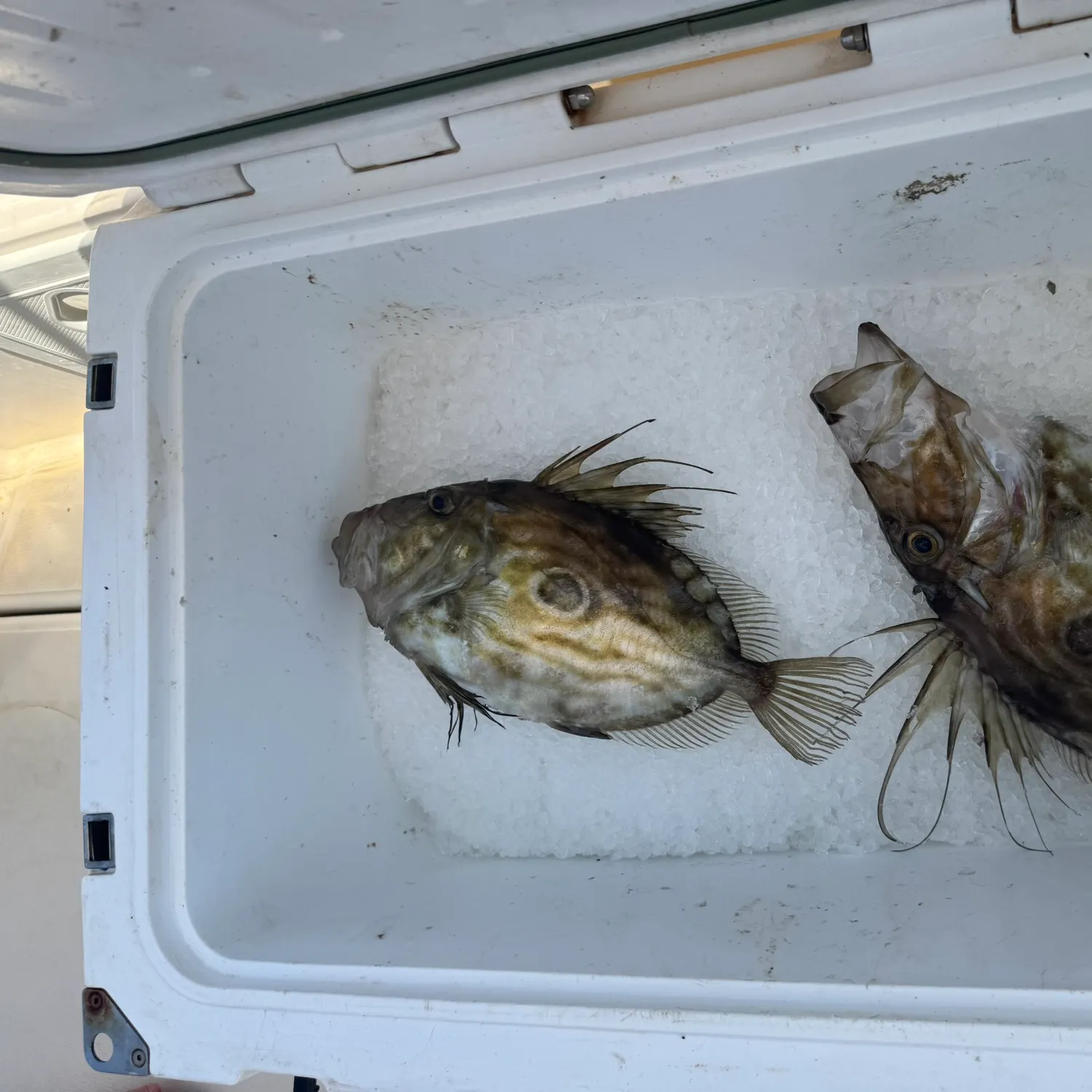 recently logged catches