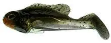 Bluegill