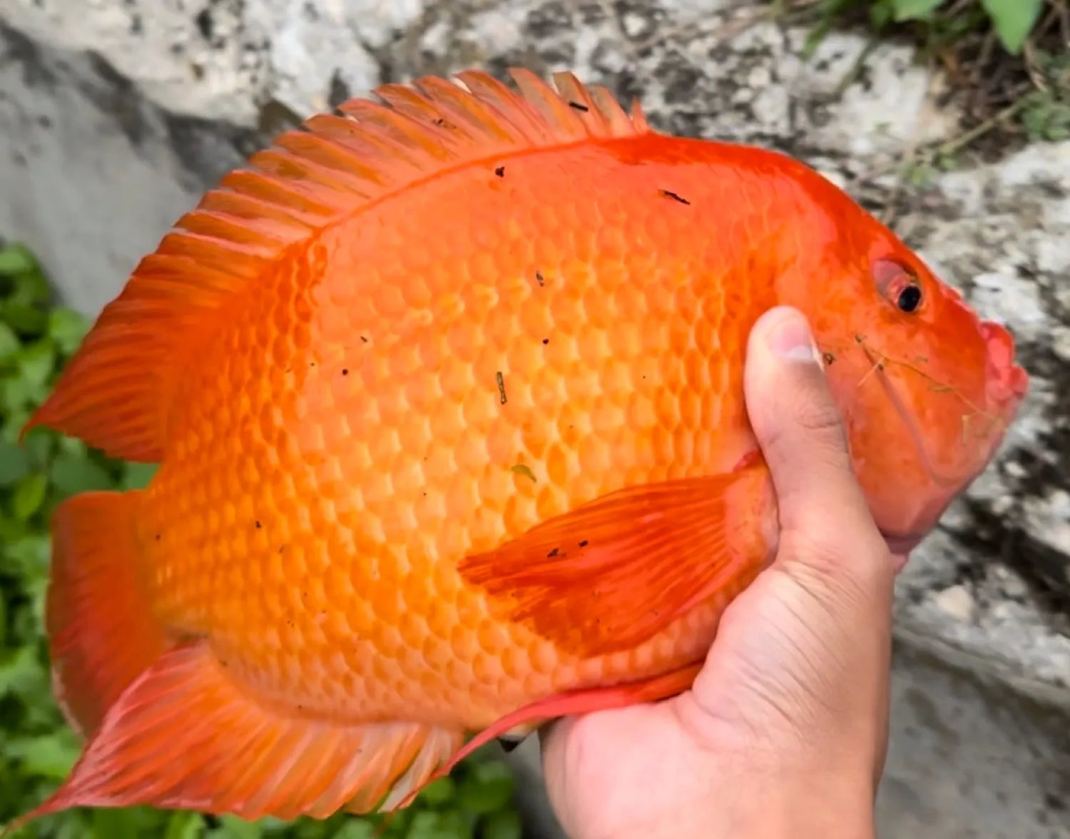 Midas cichlid