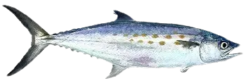 Serra Spanish mackerel