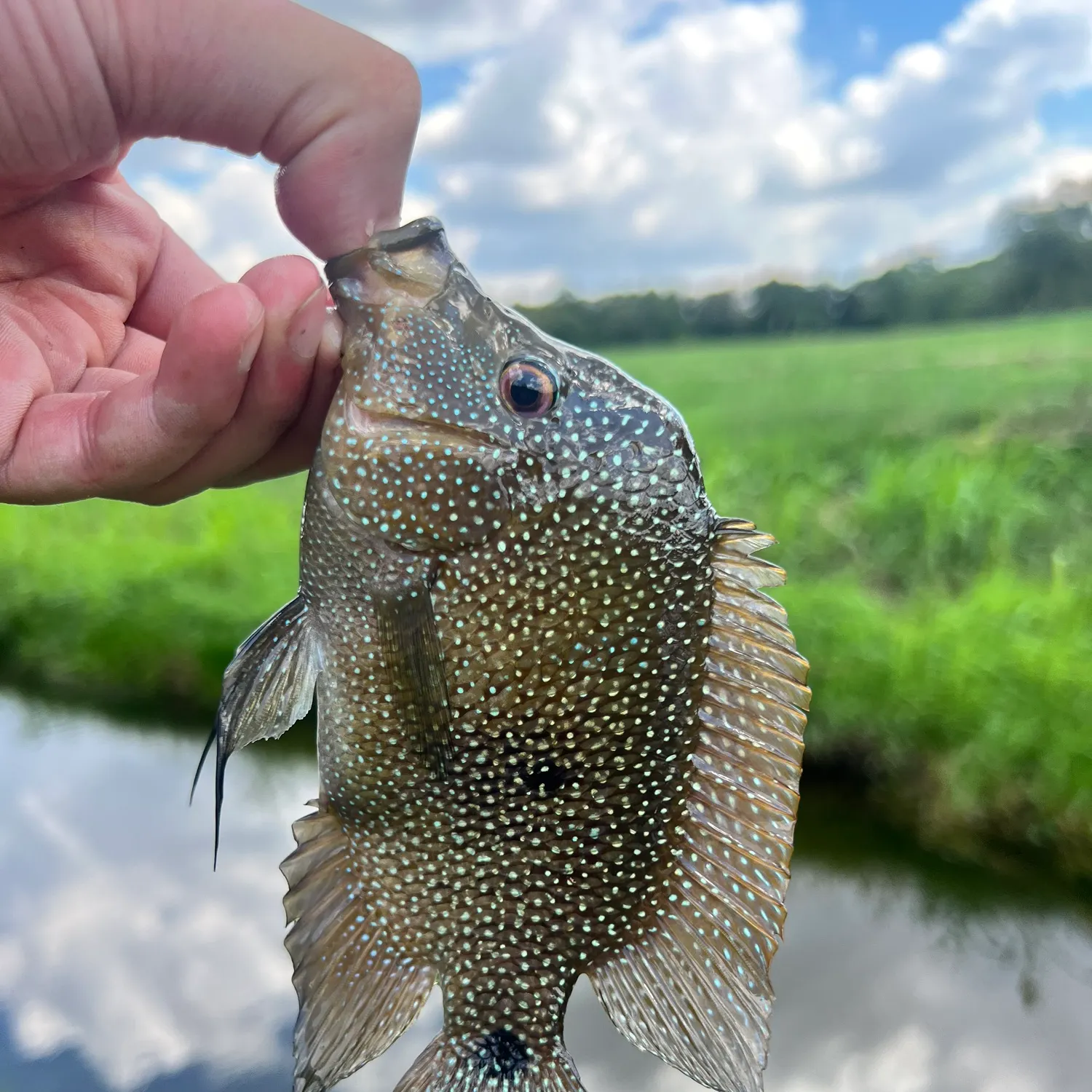 Rio Grande cichlid caught on Fishbrain