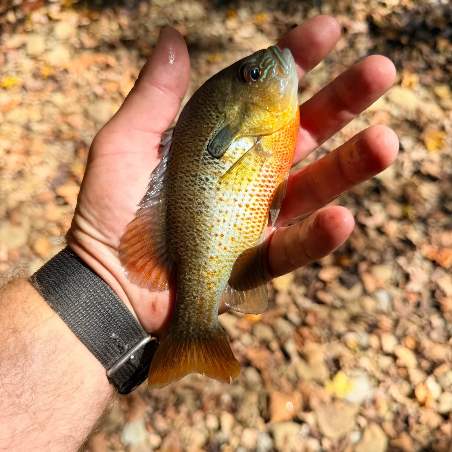 Redbreast sunfish caught on Fishbrain