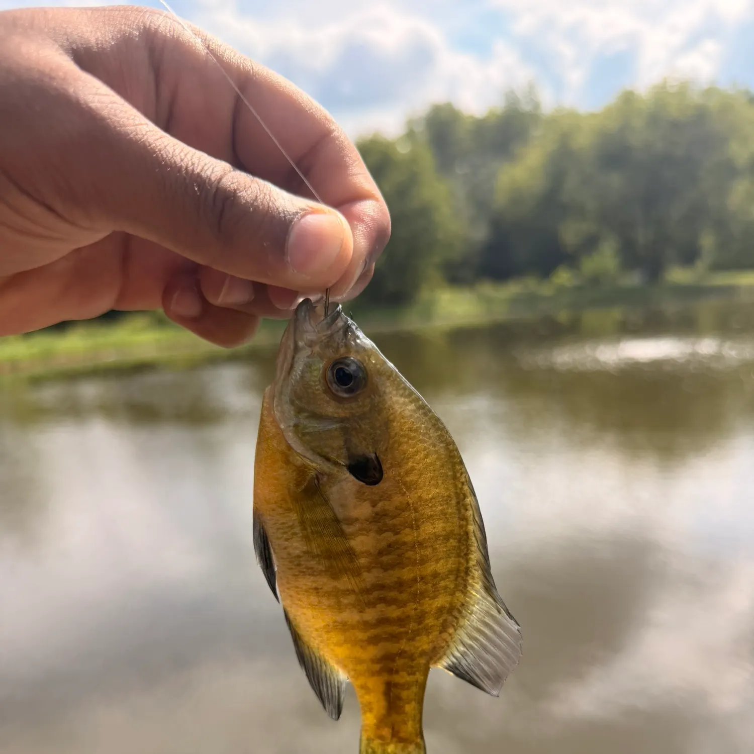 Bluegill caught on Fishbrain