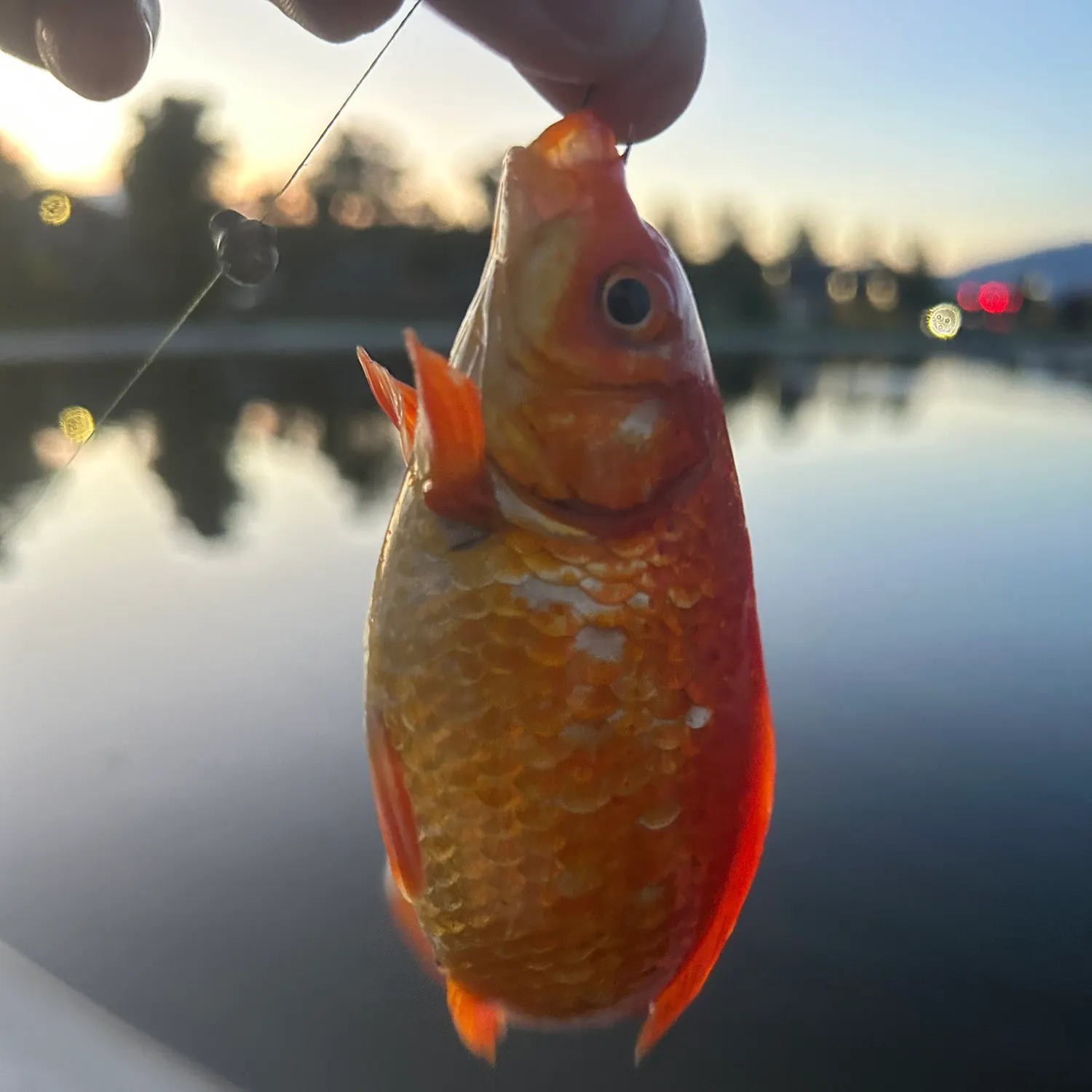 Goldfish caught on Fishbrain