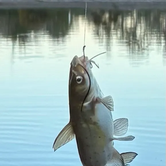 Channel catfish caught on Fishbrain