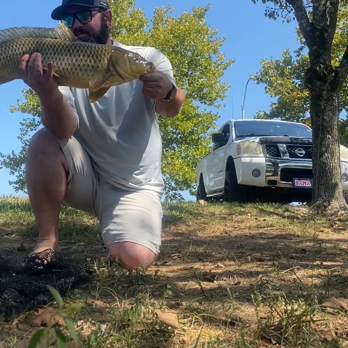 Common carp caught on Fishbrain