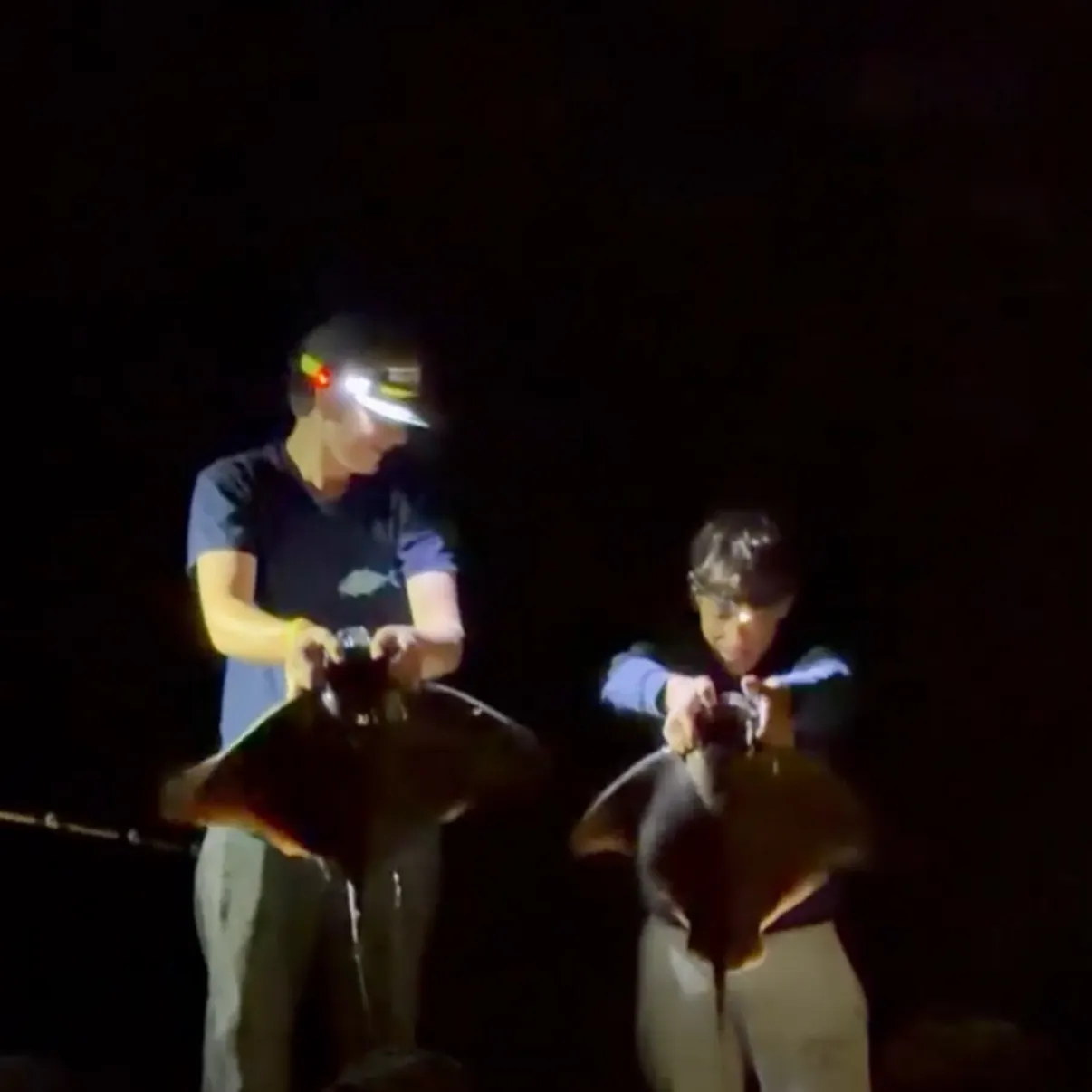 The most recent Leopard shark catches on Fishbrain