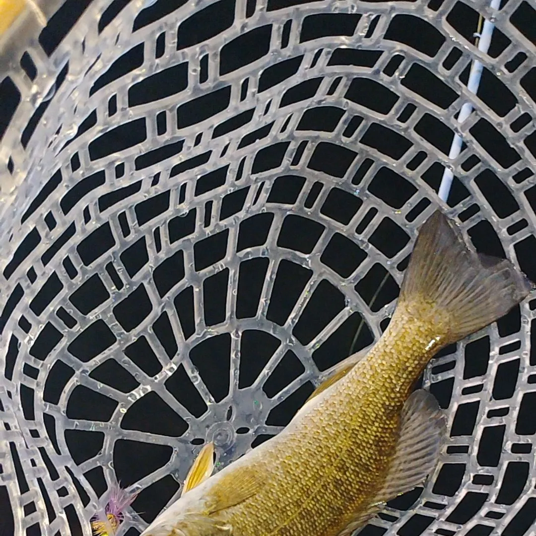 The most recent Smallmouth bass catches on Fishbrain
