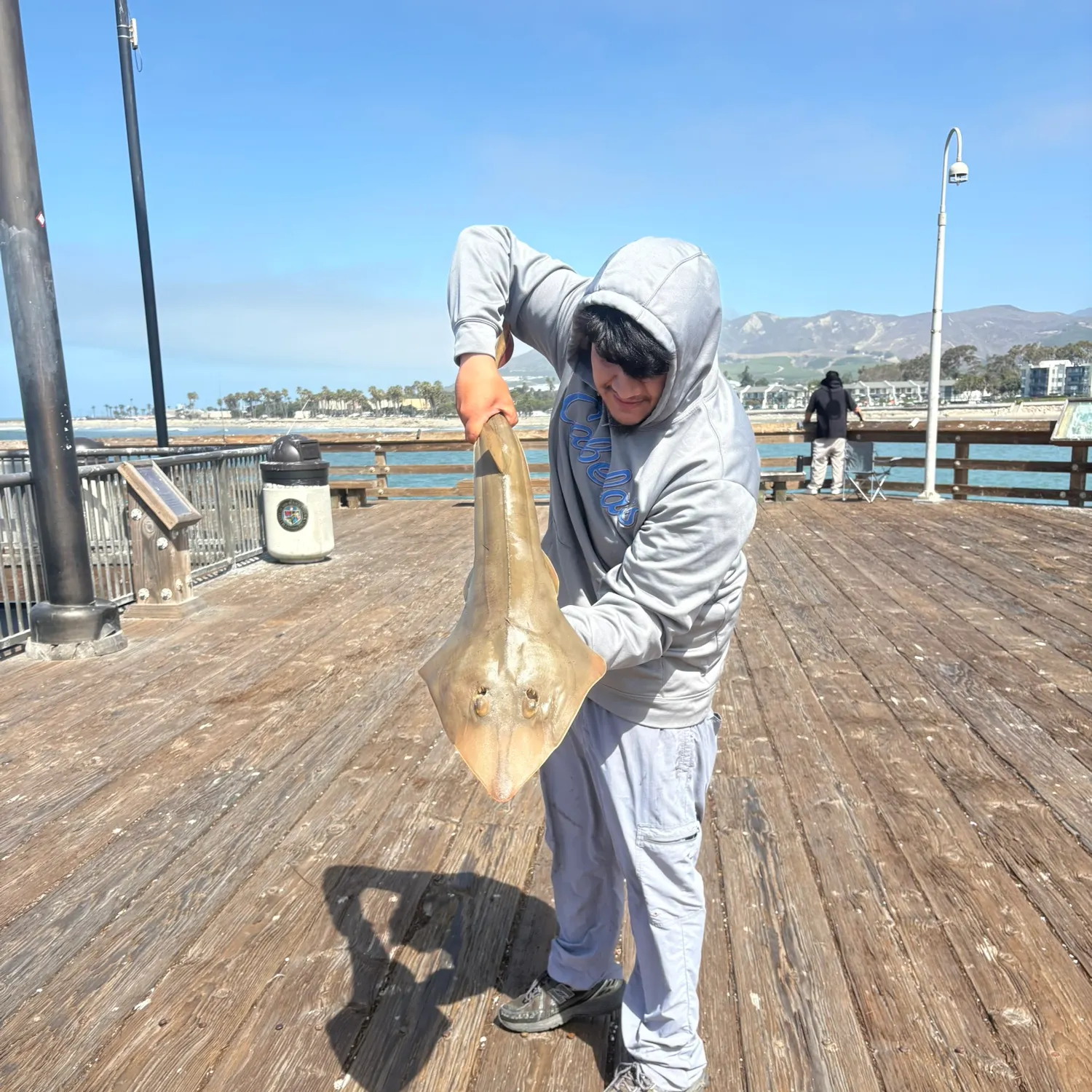 The most recent Pacific shovelnose guitarfish catches on Fishbrain