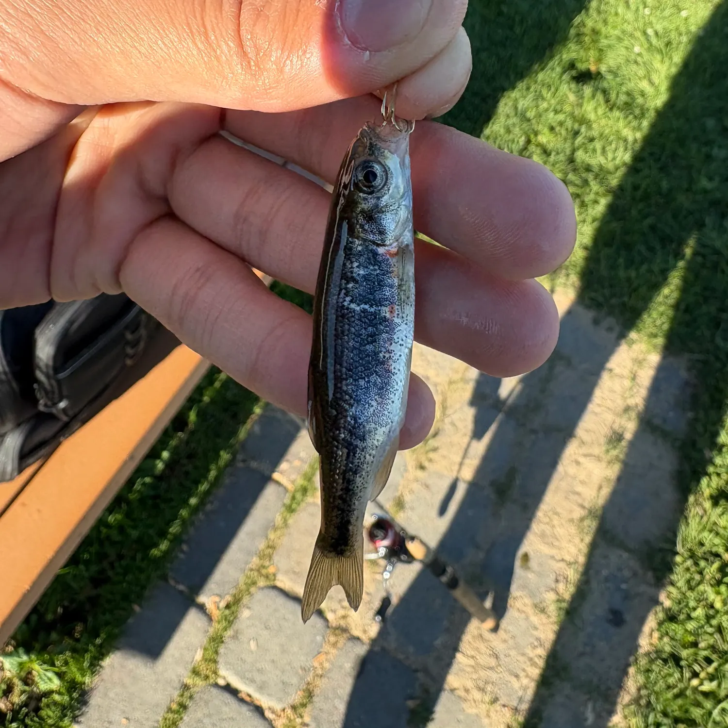 The most recent Lahontan redside shiner catches on Fishbrain