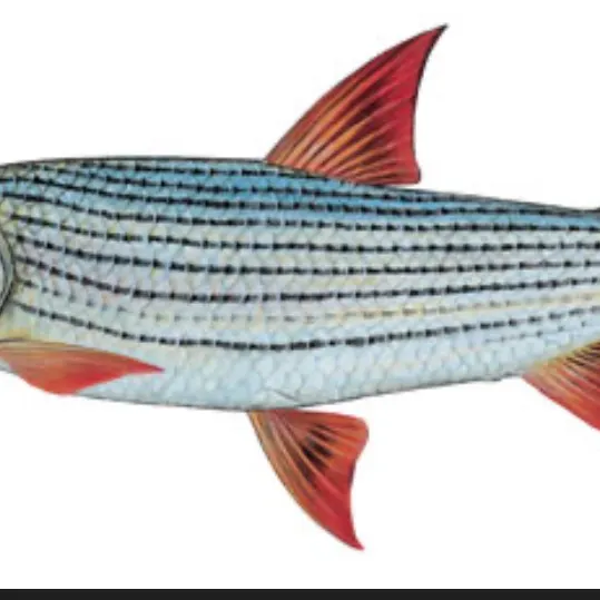 The most recent African tigerfish catches on Fishbrain