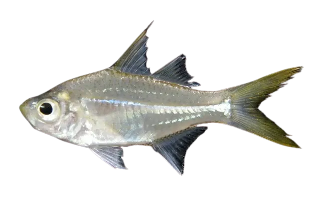 Vachelli's glass perchlet