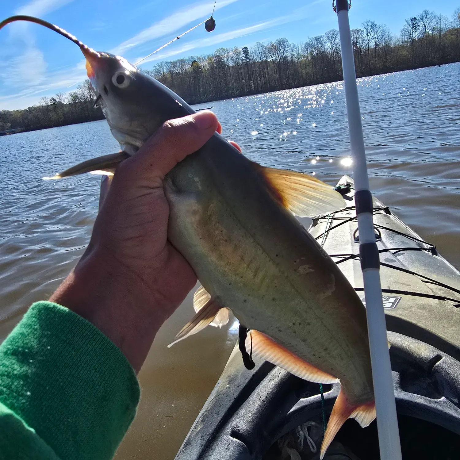 The most recent Channel catfish catches on Fishbrain