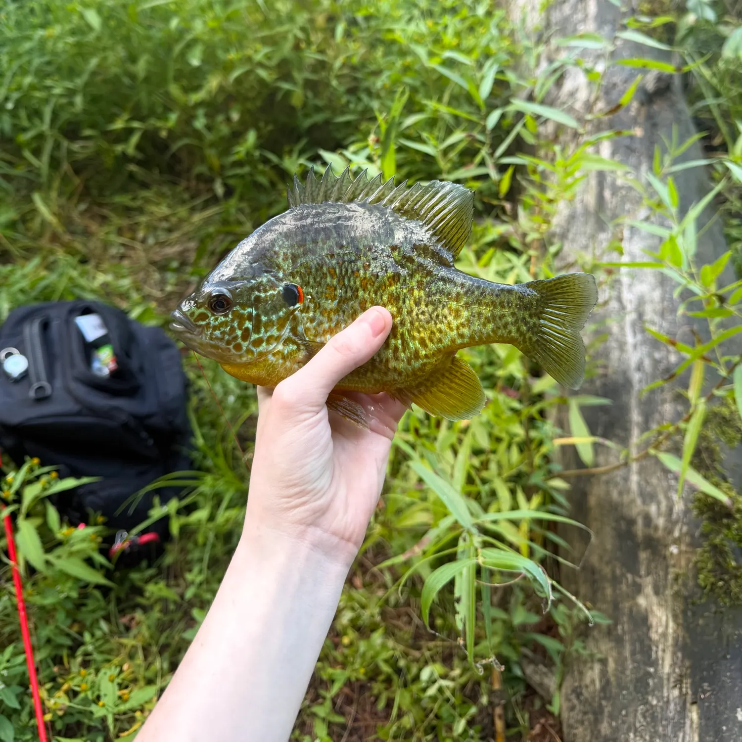 Pumpkinseed caught on Fishbrain