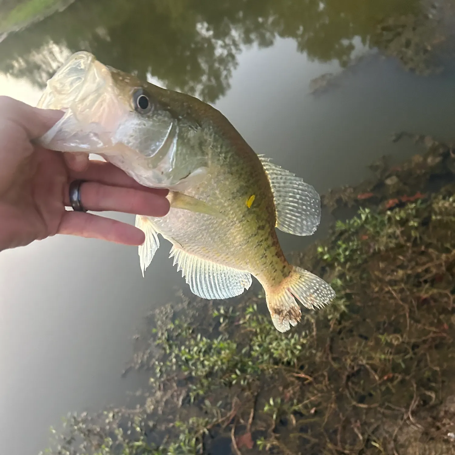 White crappie caught on Fishbrain