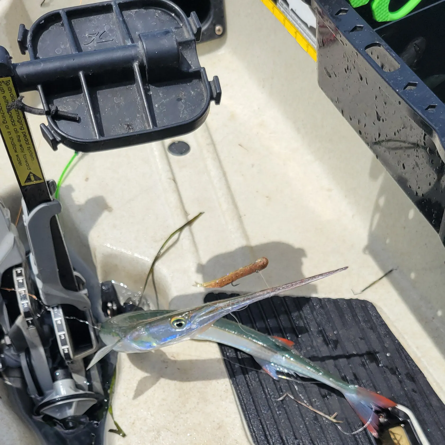 The most recent California needlefish catches on Fishbrain