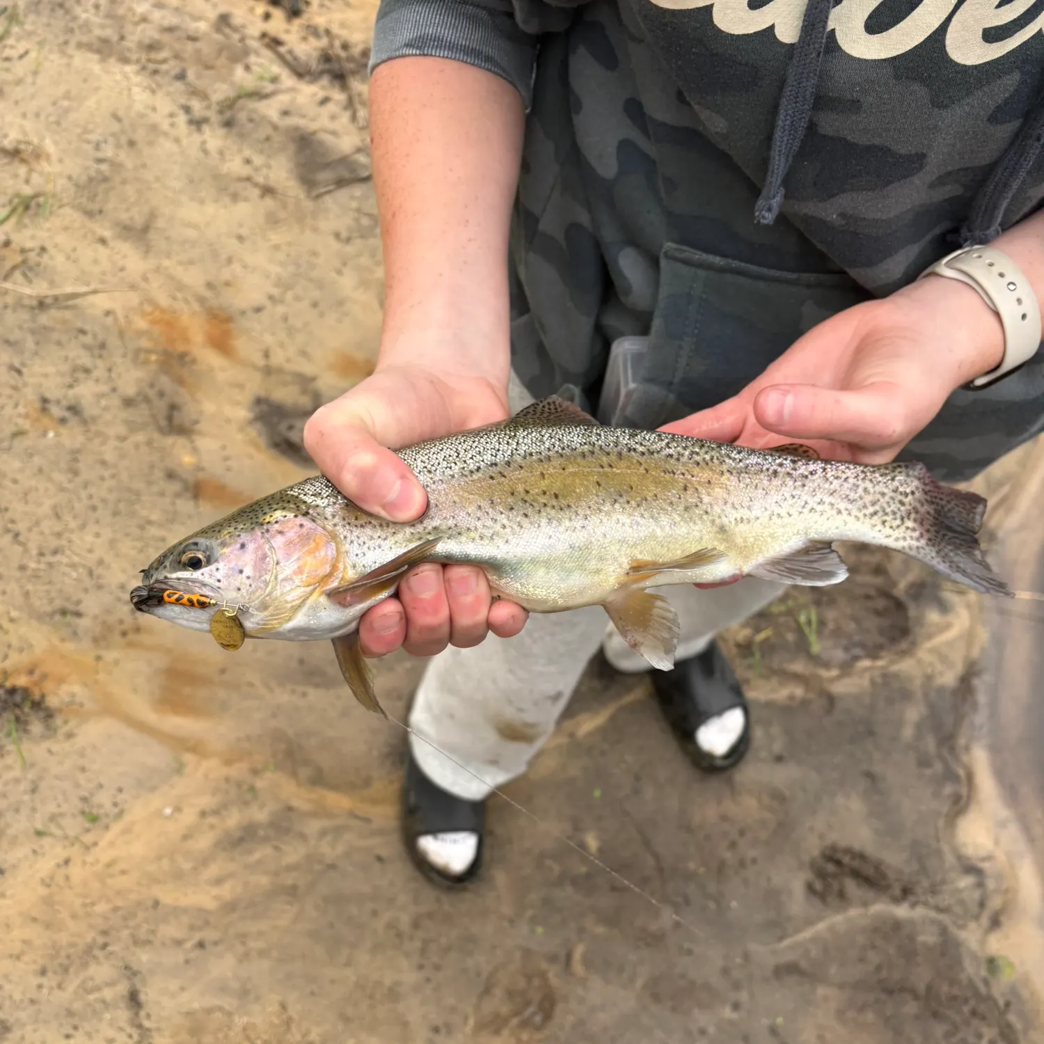 Rainbow trout caught on Fishbrain