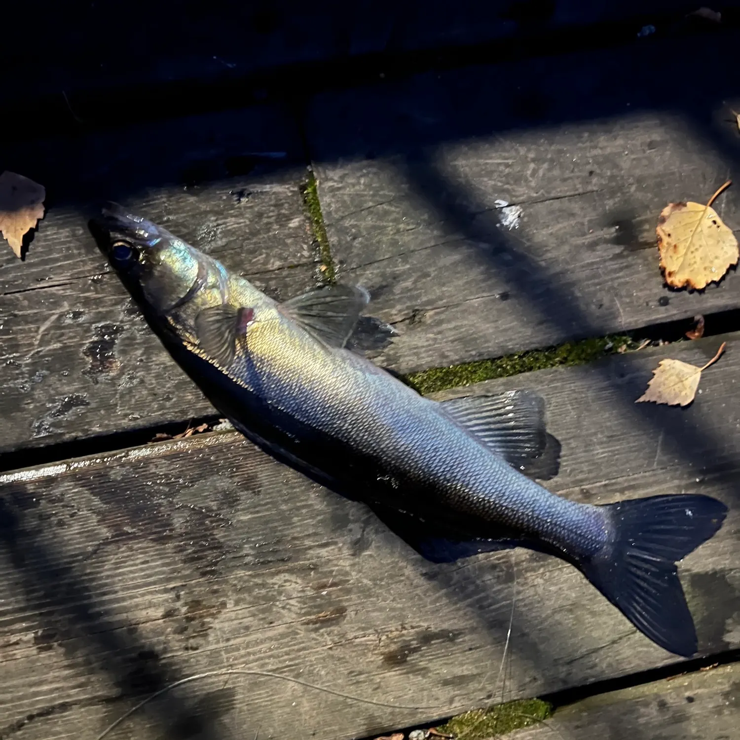 catch