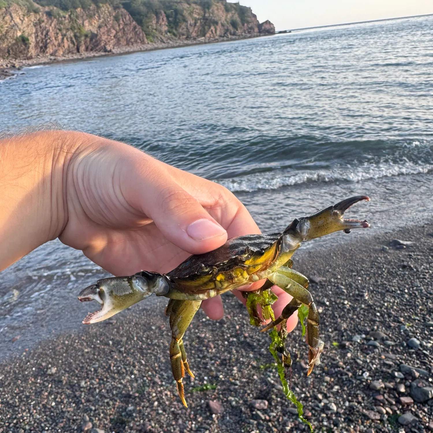 Green crab caught on Fishbrain