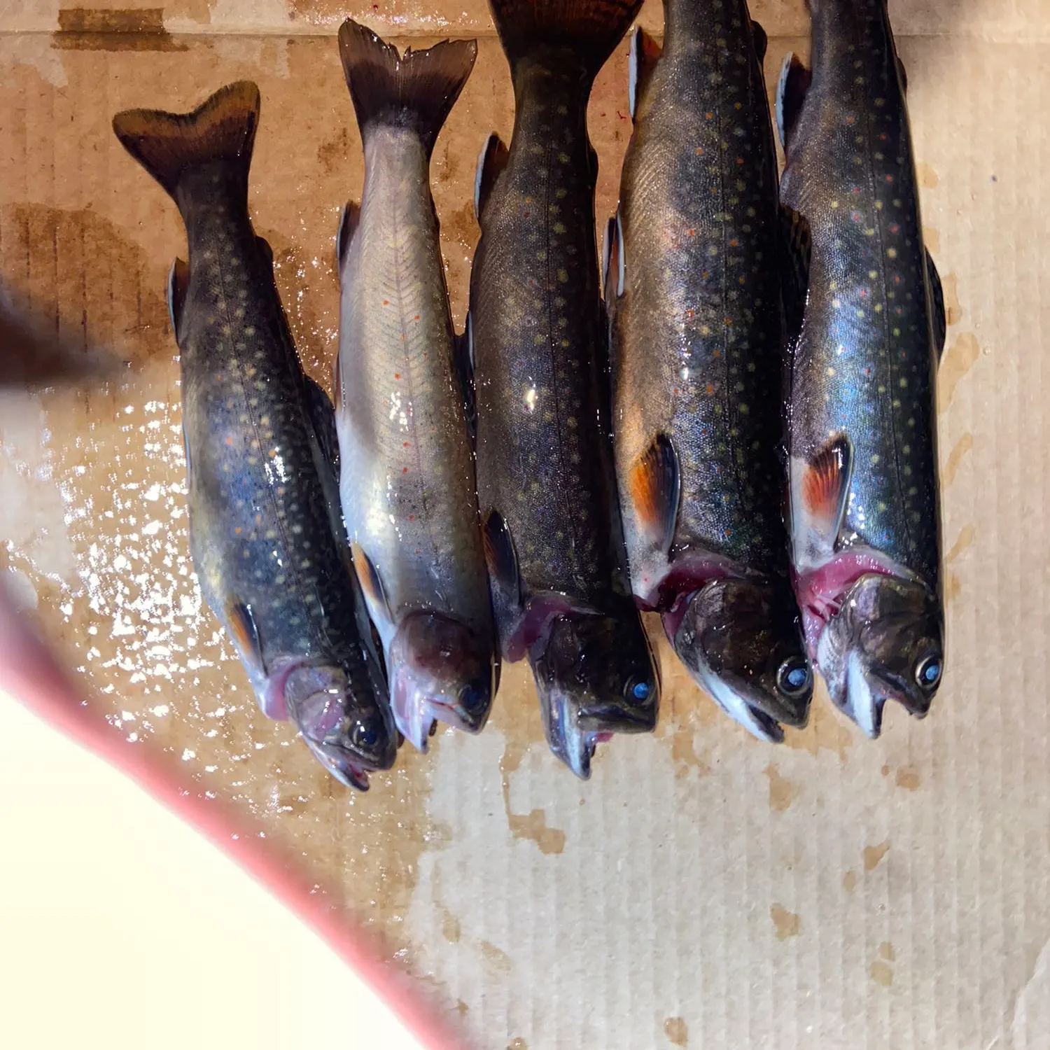 recently logged catches