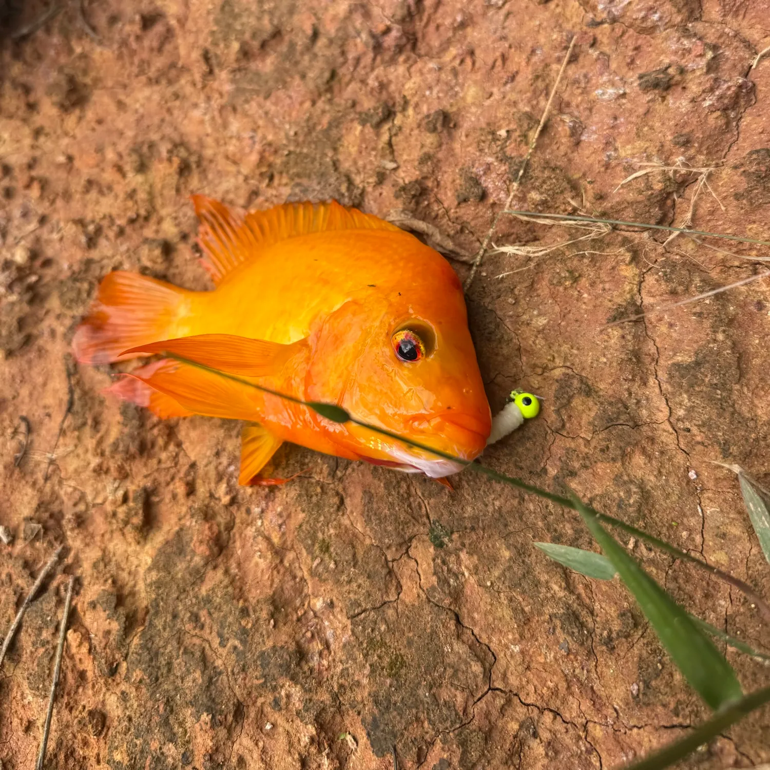 Red devil cichlid caught on Fishbrain