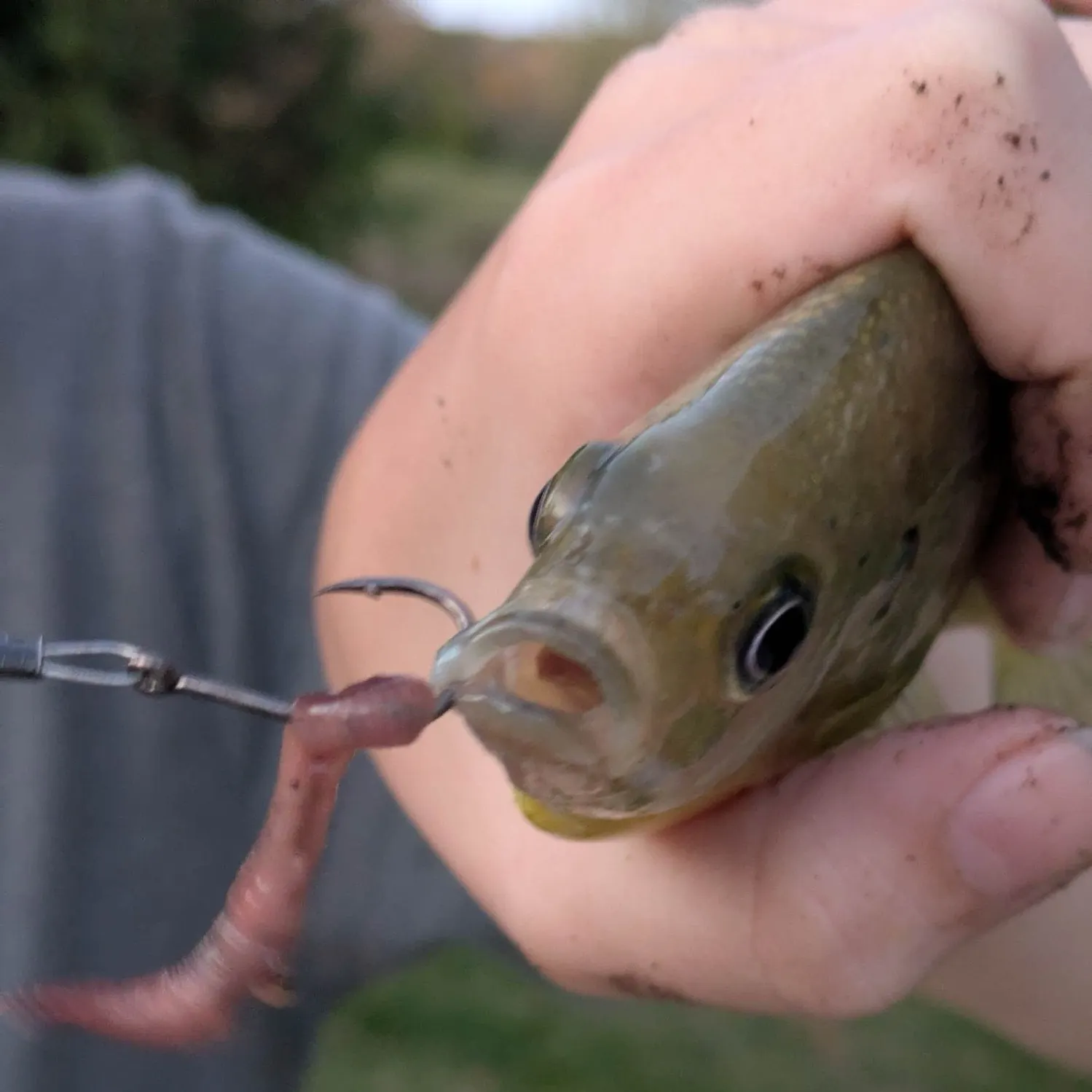 Bluegill caught on Fishbrain