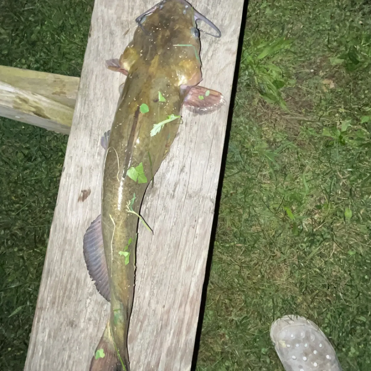Fish caught on Fishbrain
