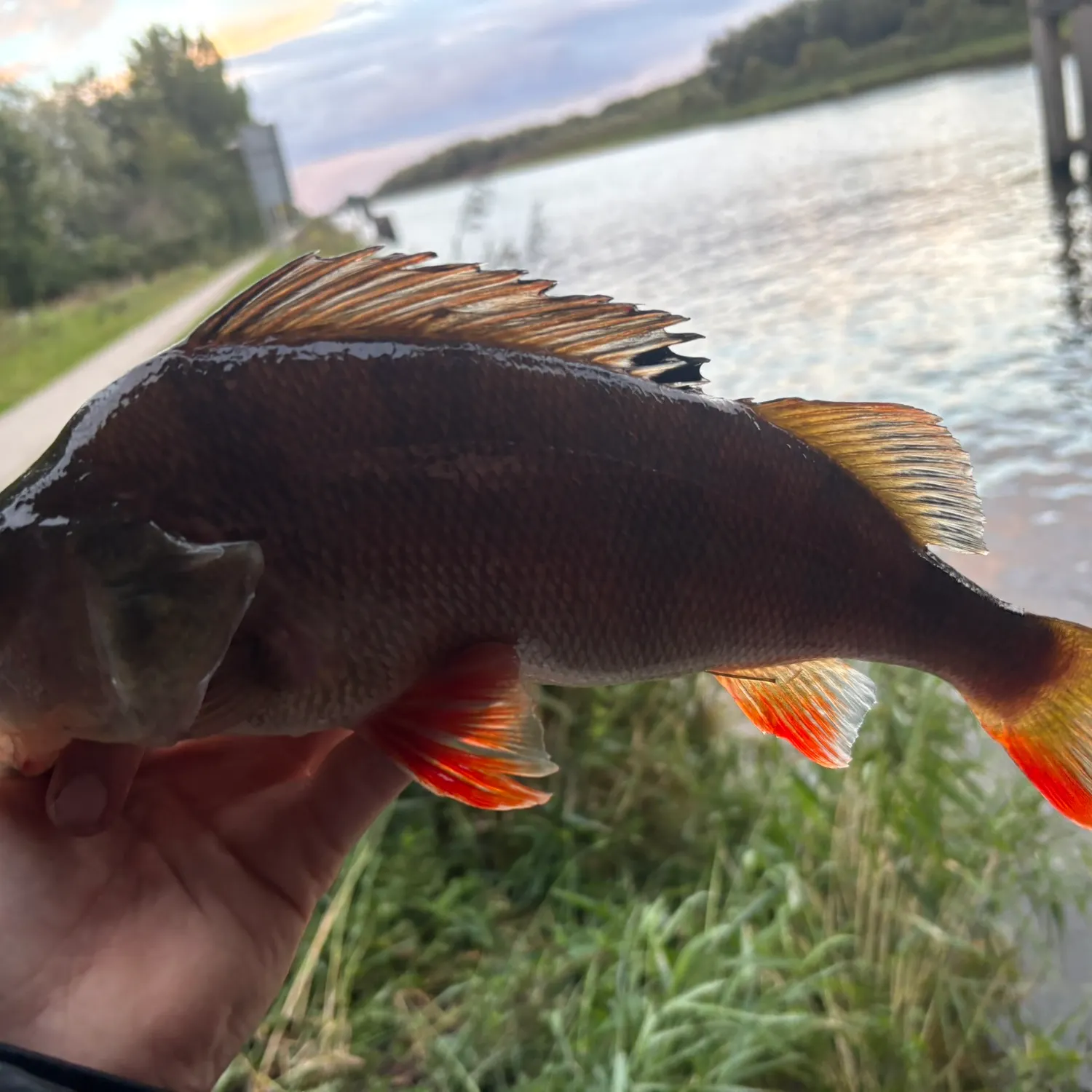 European perch caught on Fishbrain