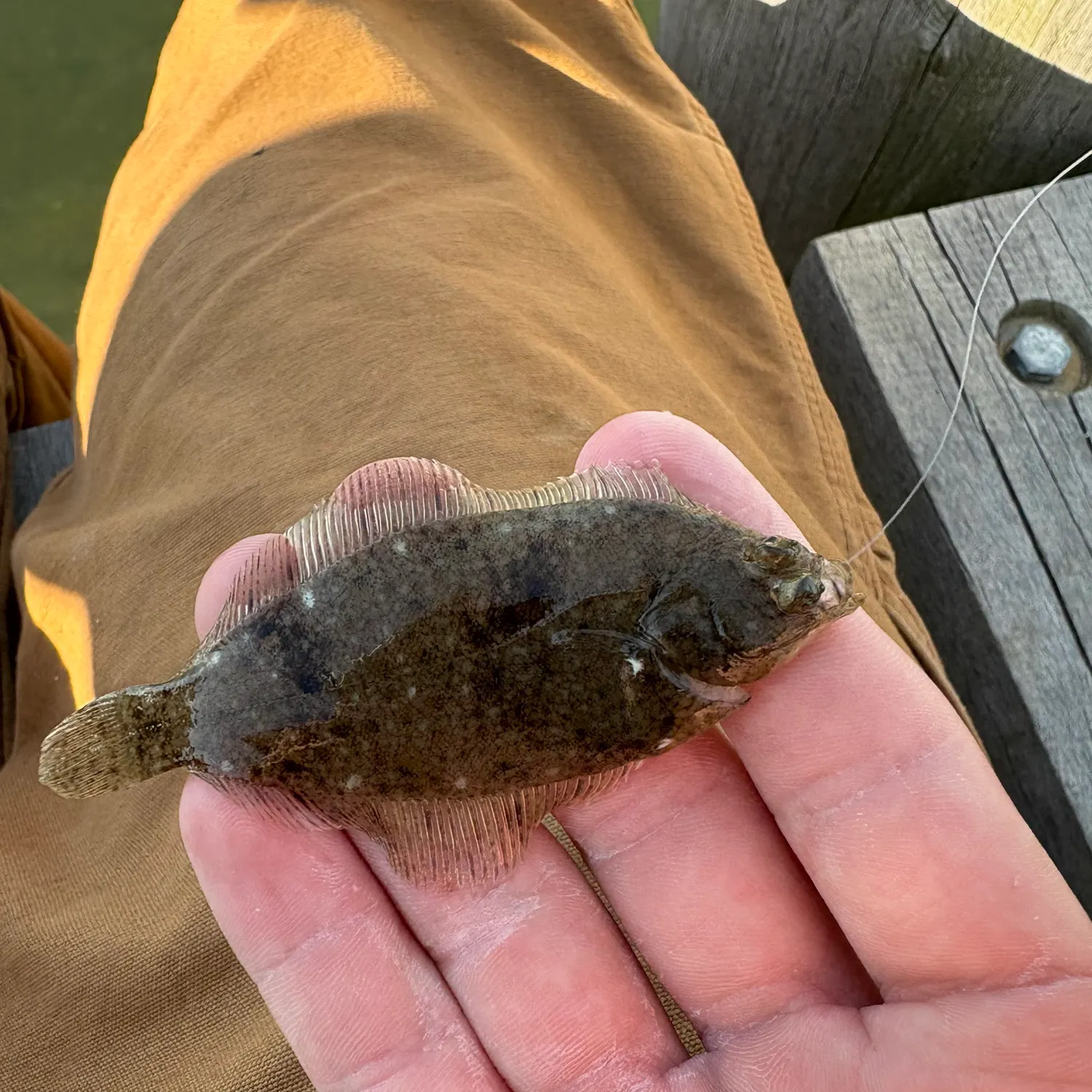 The most recent Winter flounder catches on Fishbrain