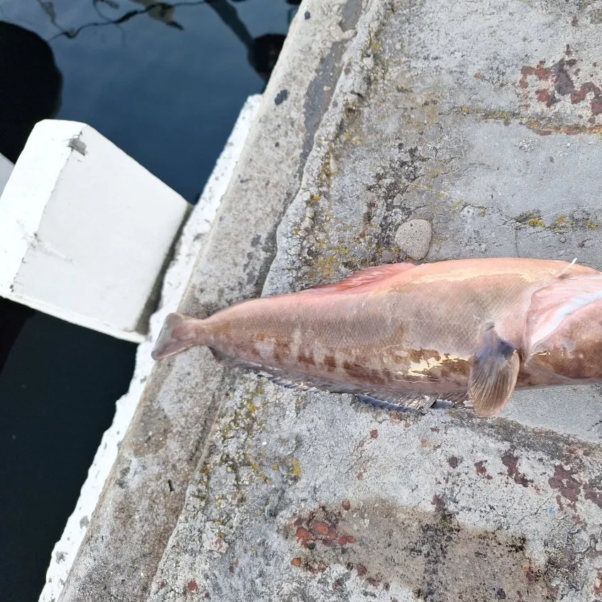 The most recent Red codling catches on Fishbrain