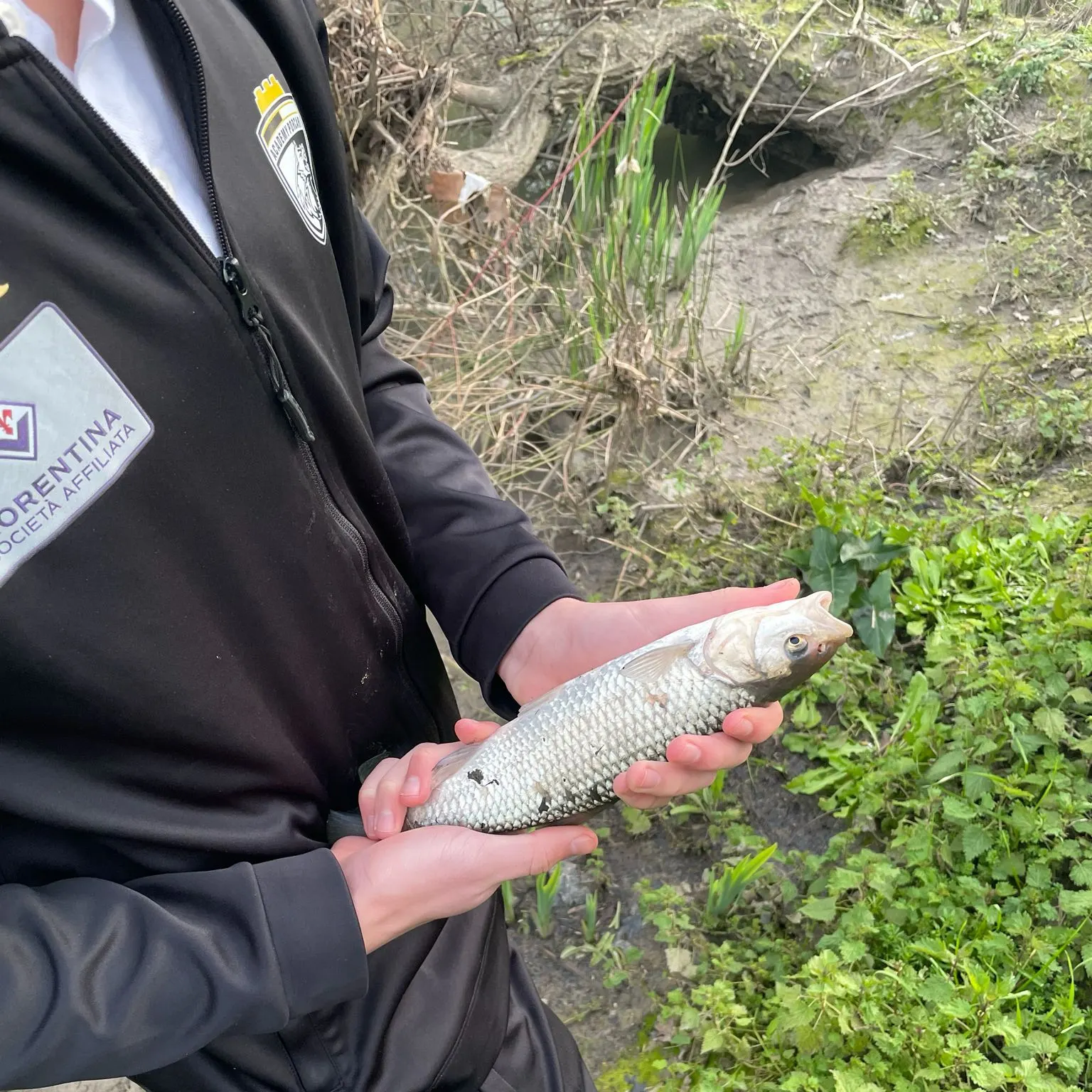 The most recent European chub catches on Fishbrain