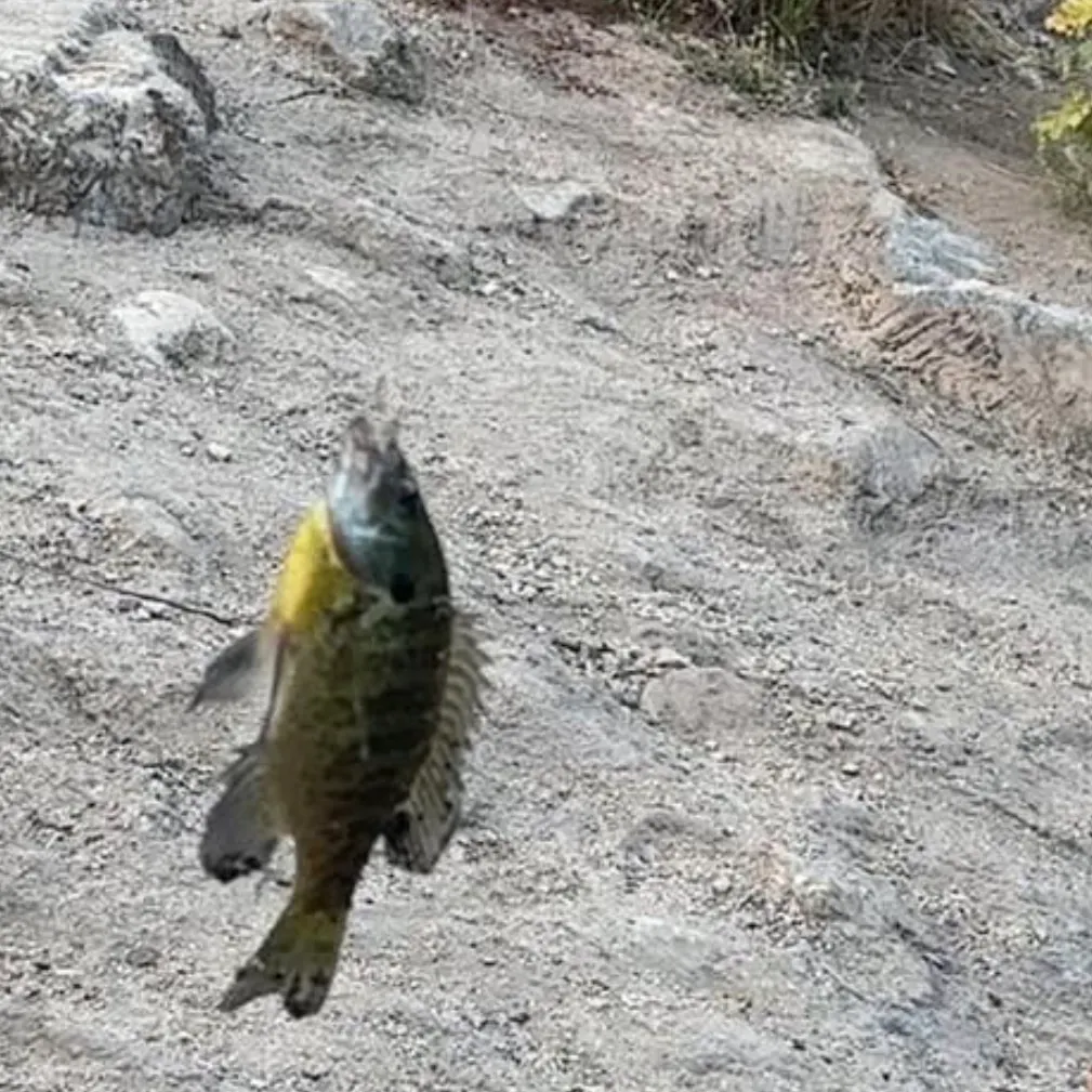 Bluegill caught on Fishbrain