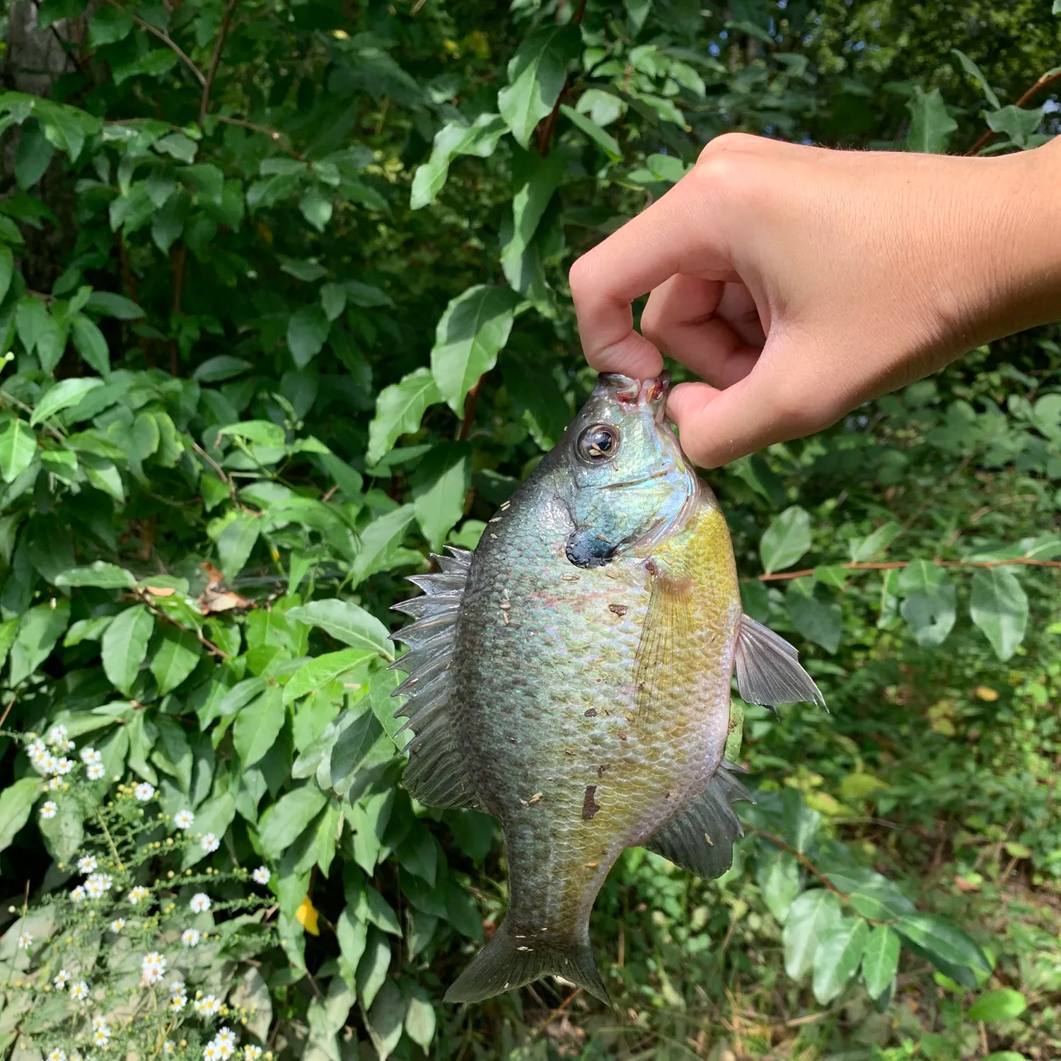 Bluegill caught on Fishbrain