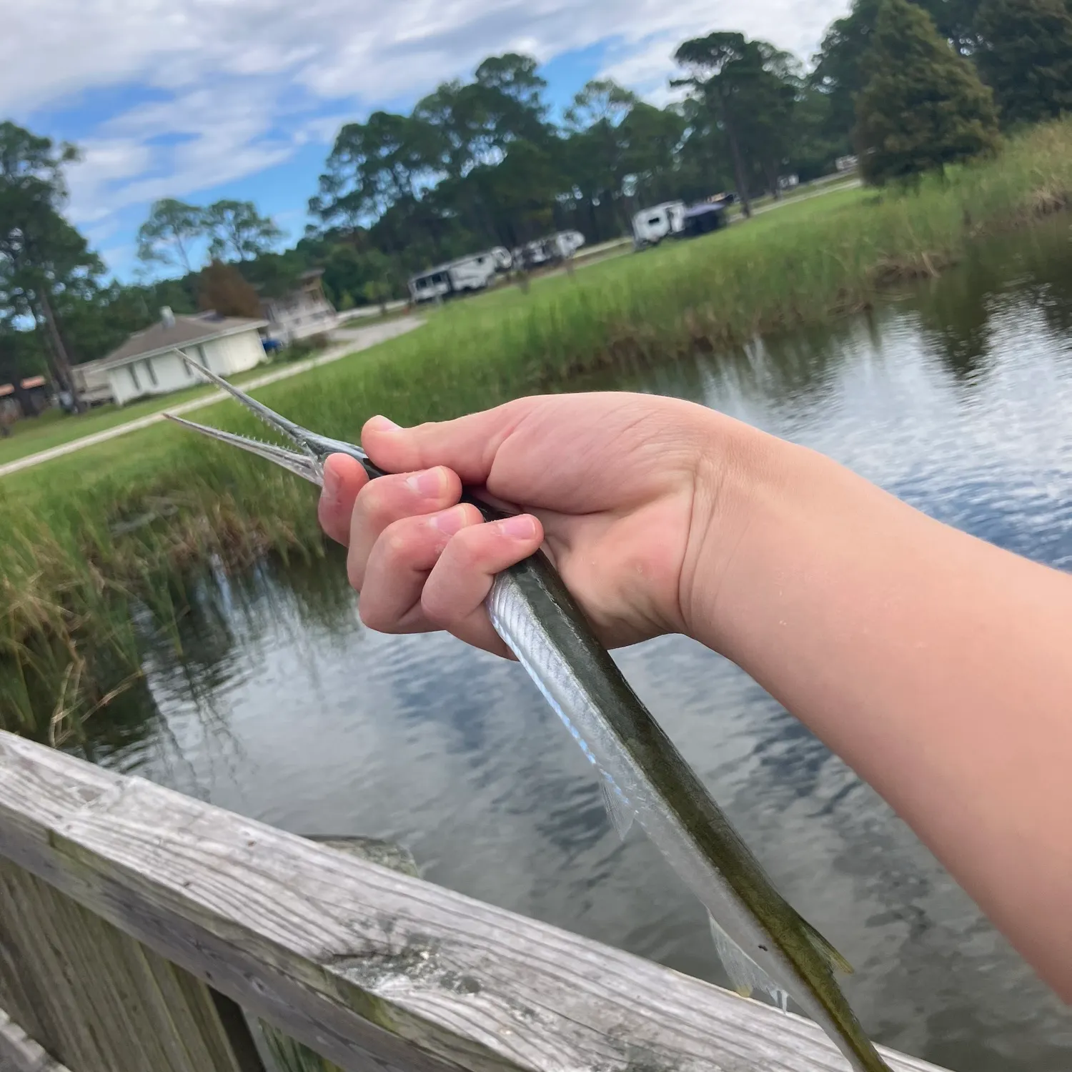 The most recent Atlantic needlefish catches on Fishbrain