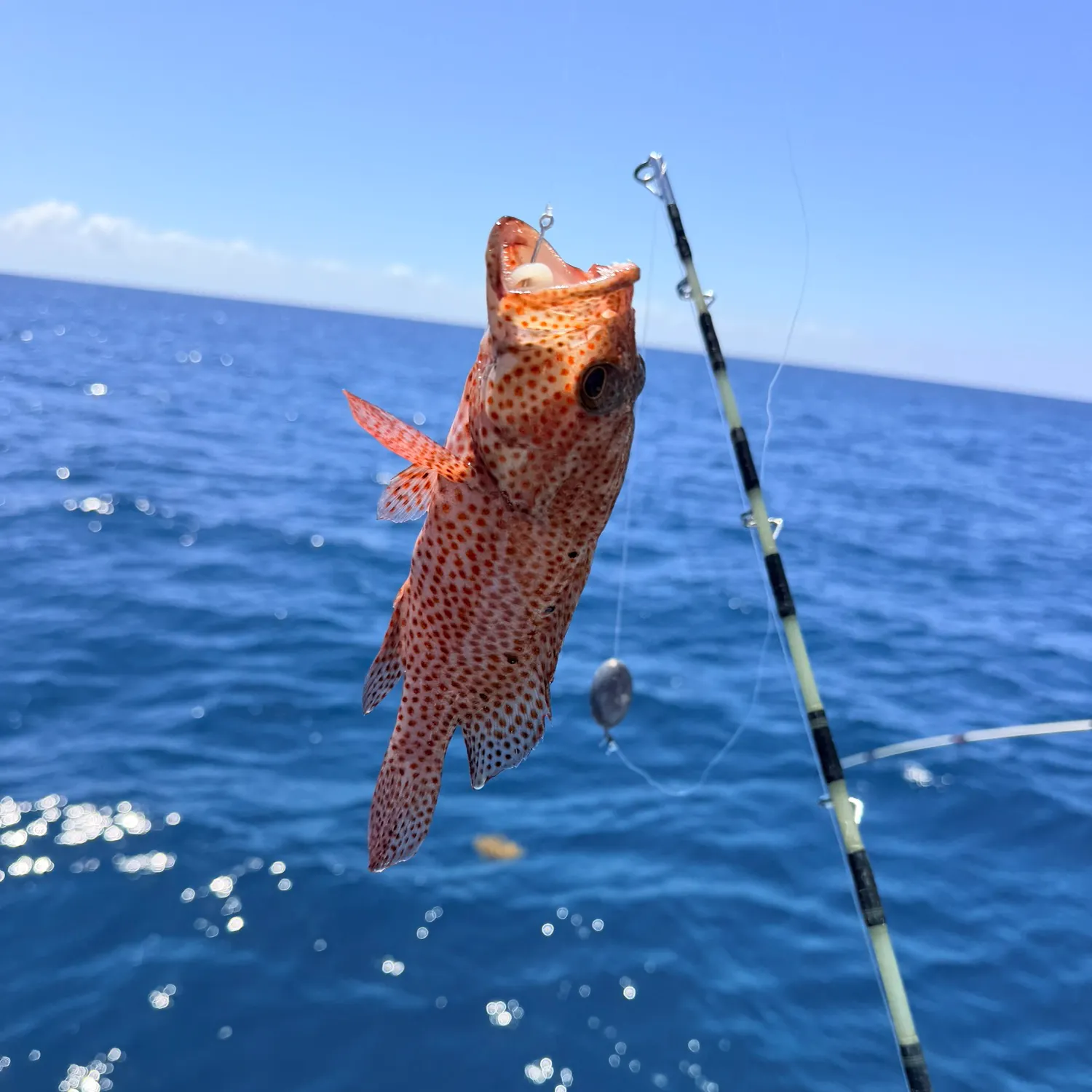 The most recent Graysby grouper catches on Fishbrain