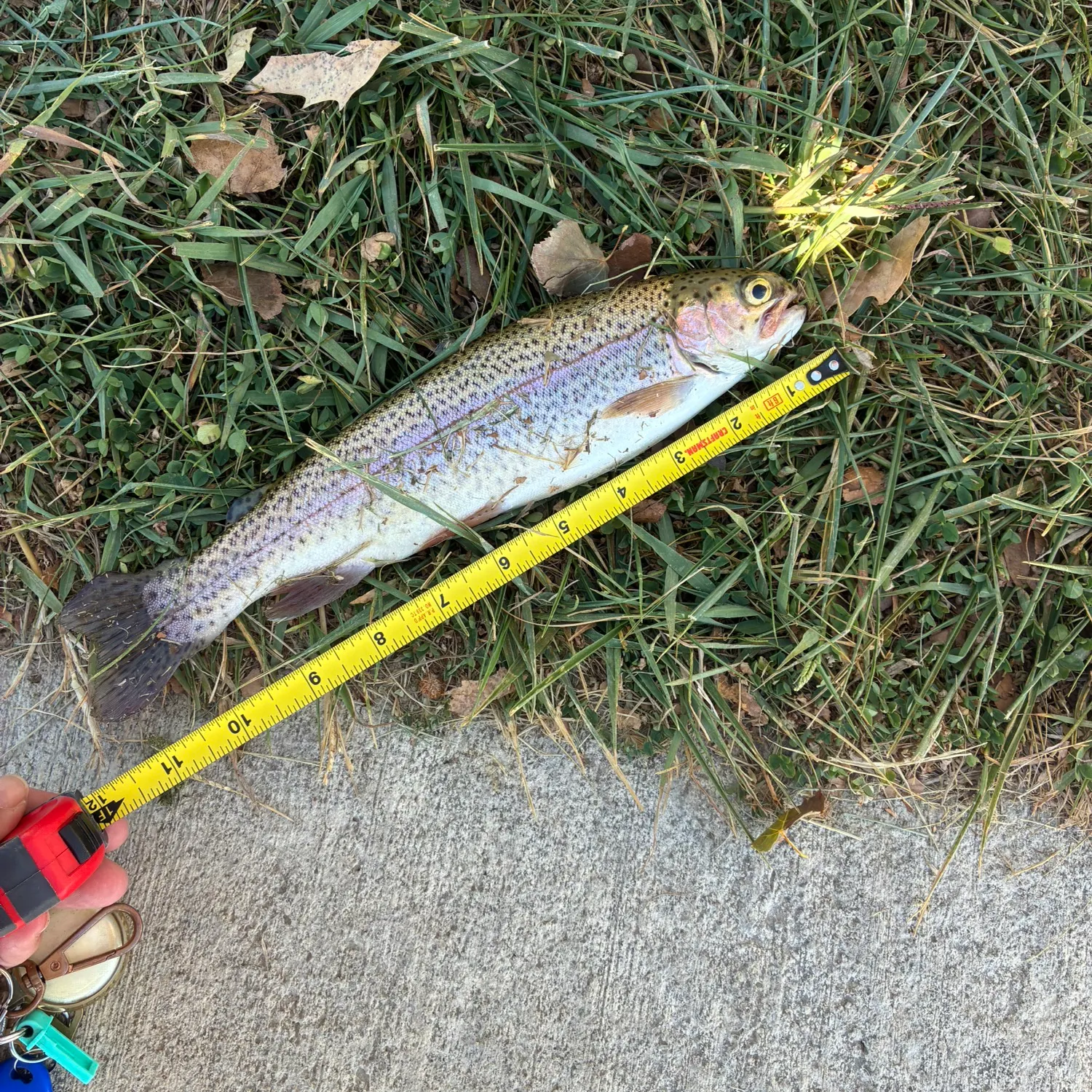 Rainbow trout caught on Fishbrain